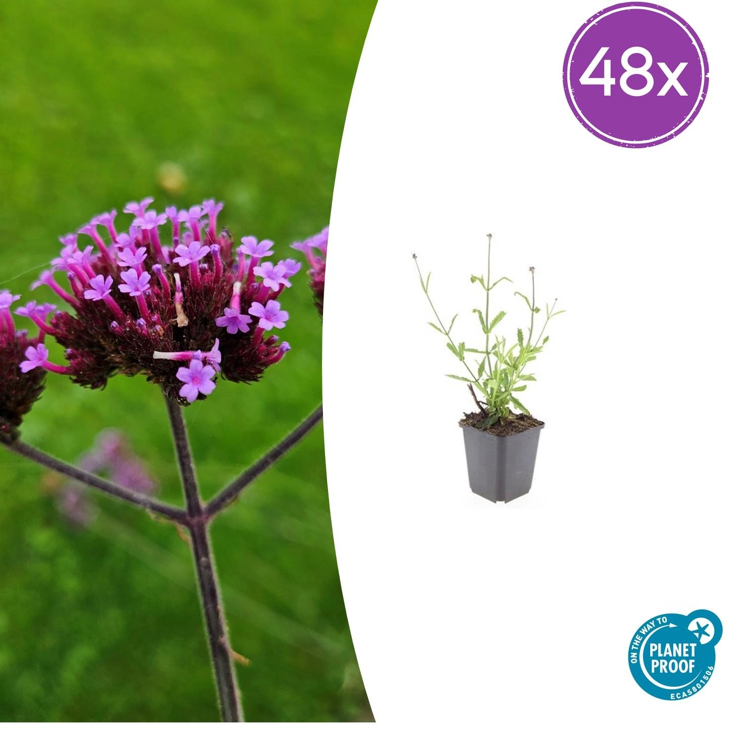 Verbena bonariensis 'Lollipop'