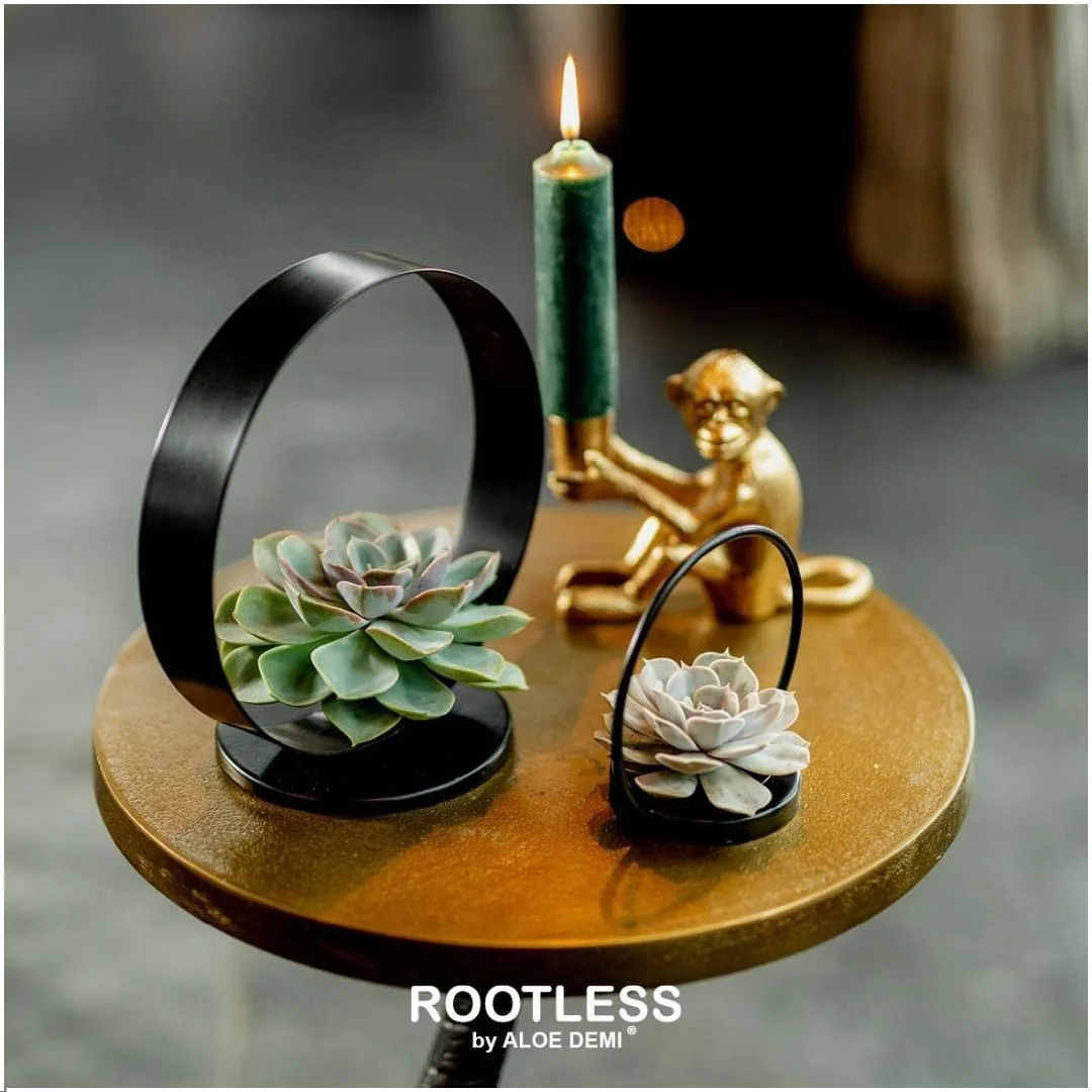 ROOTLESS Echeveria Pulidonis Bild 10