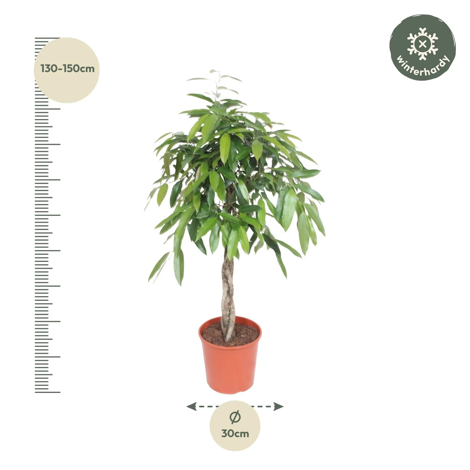 Ficus Amstel King – Elegante Zimmerpflanze