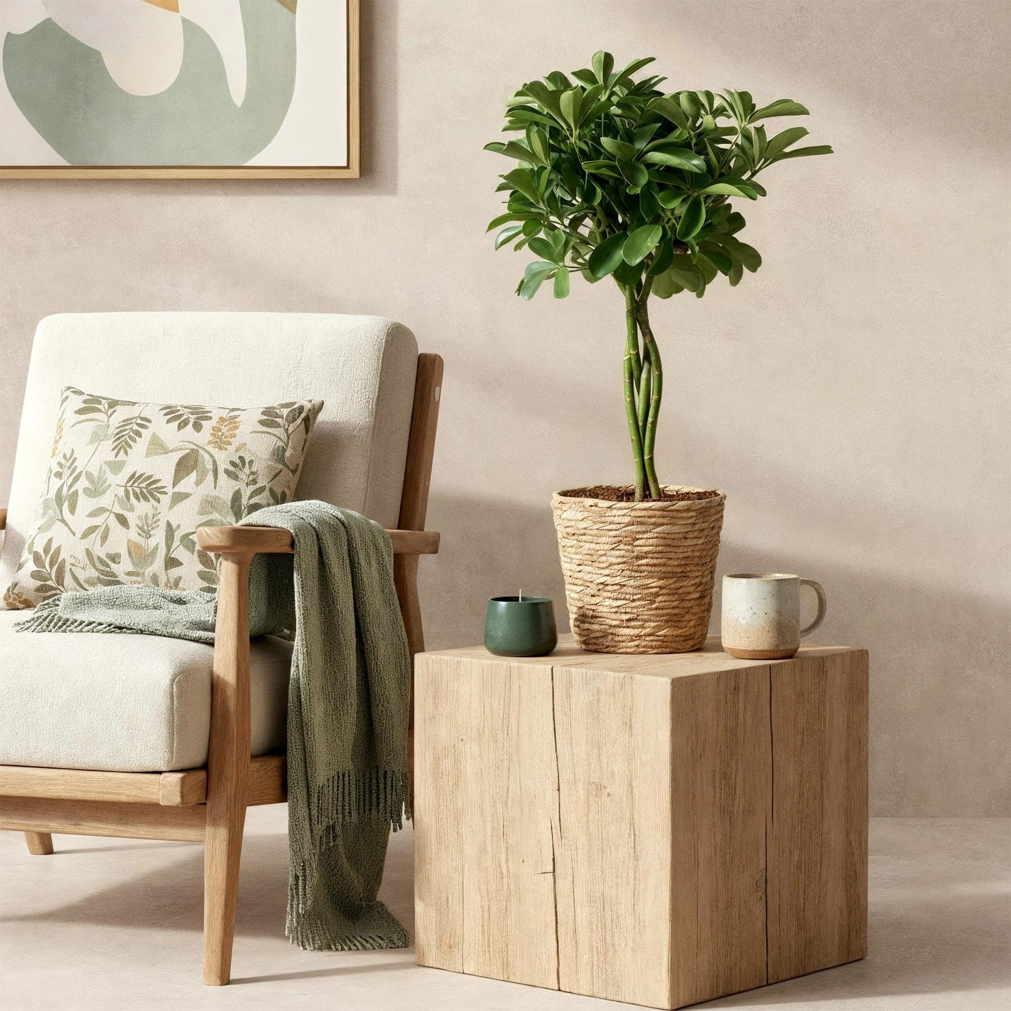Schefflera Nora