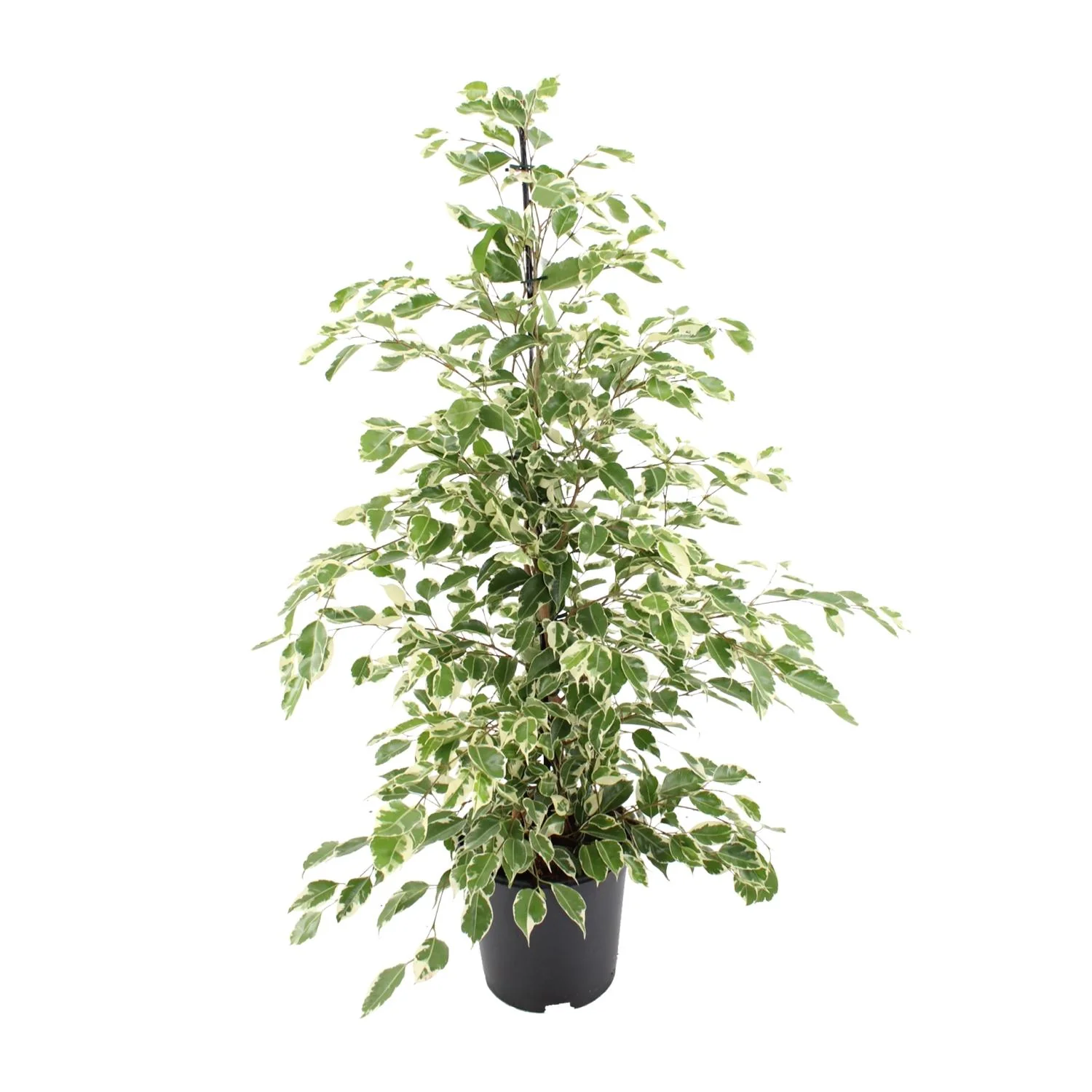 Ficus benjamina Twilight - Zimmerpflanze 100 cm