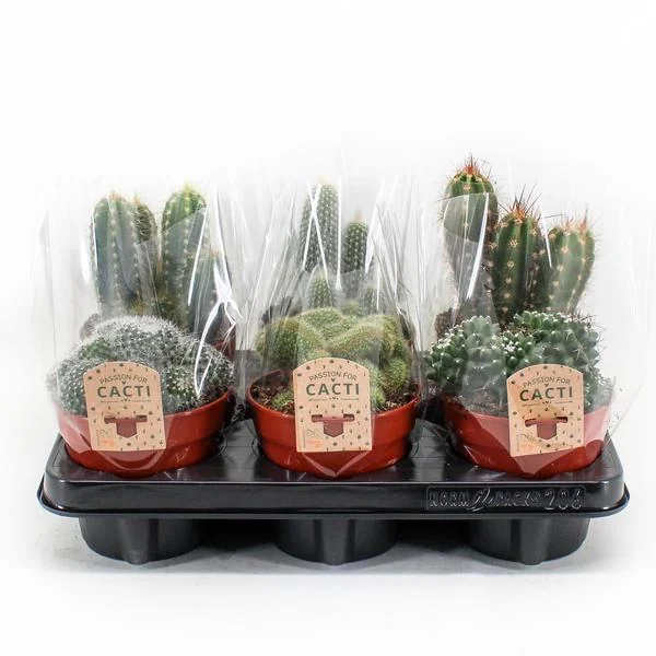 Cactus Mix P12 – Charmante Kakteenvielfalt für Dein Zuhause