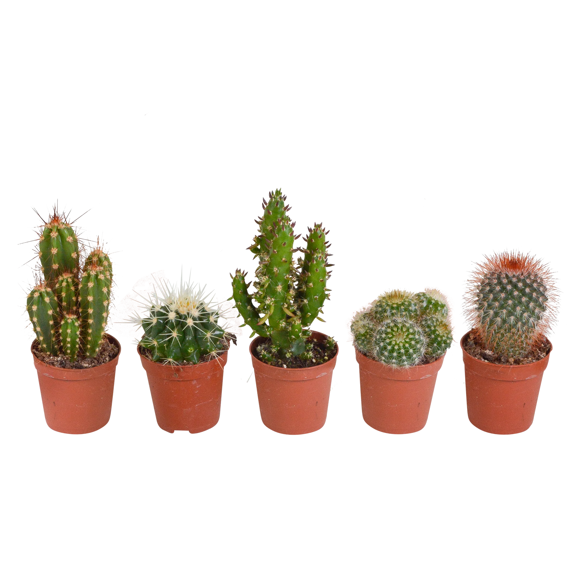 Kaktus-Mischung – 5 verschiedene Sorten