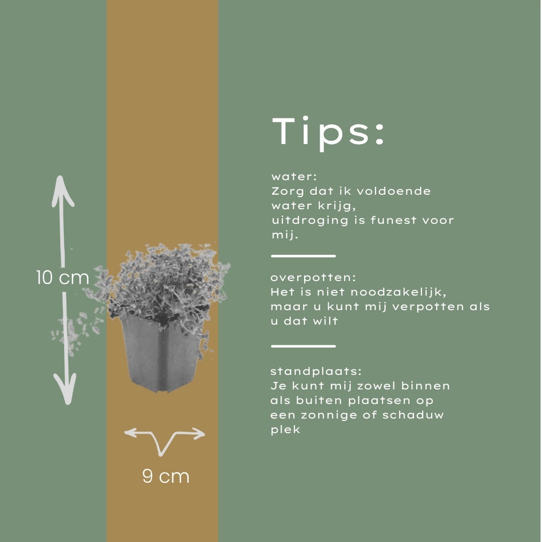 Thymus serpyllum - Duftender Bodendecker
