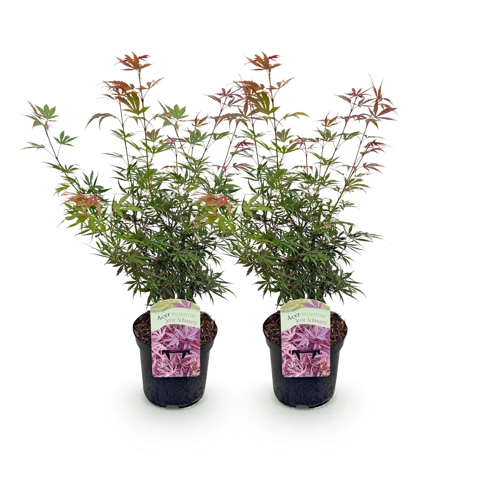 Balkonpflanze - Japanischer Ahorn - Acer palmatum Jerre Swarts - Dunkelrot - 2 Pflanzen - Laubabwerfend - Topf 19cm Höhe 70cm