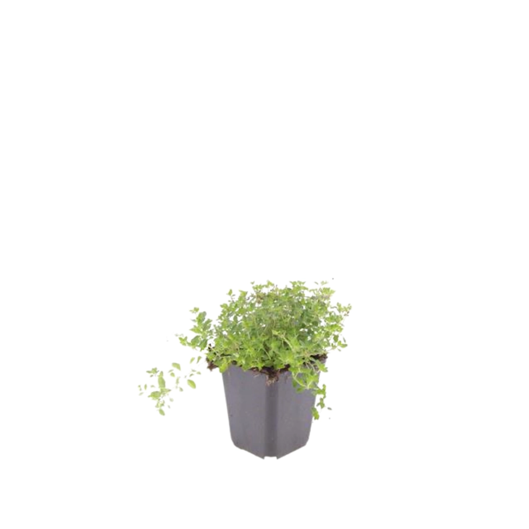 Thymus serpyllum - Duftender Bodendecker