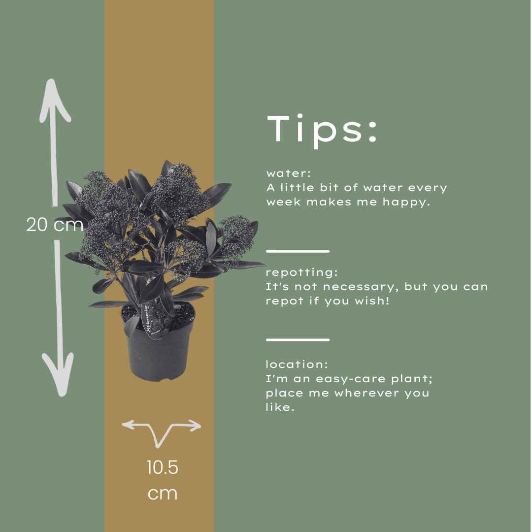 Skimmia 'Rubella' – Immergrüner Zierstrauch