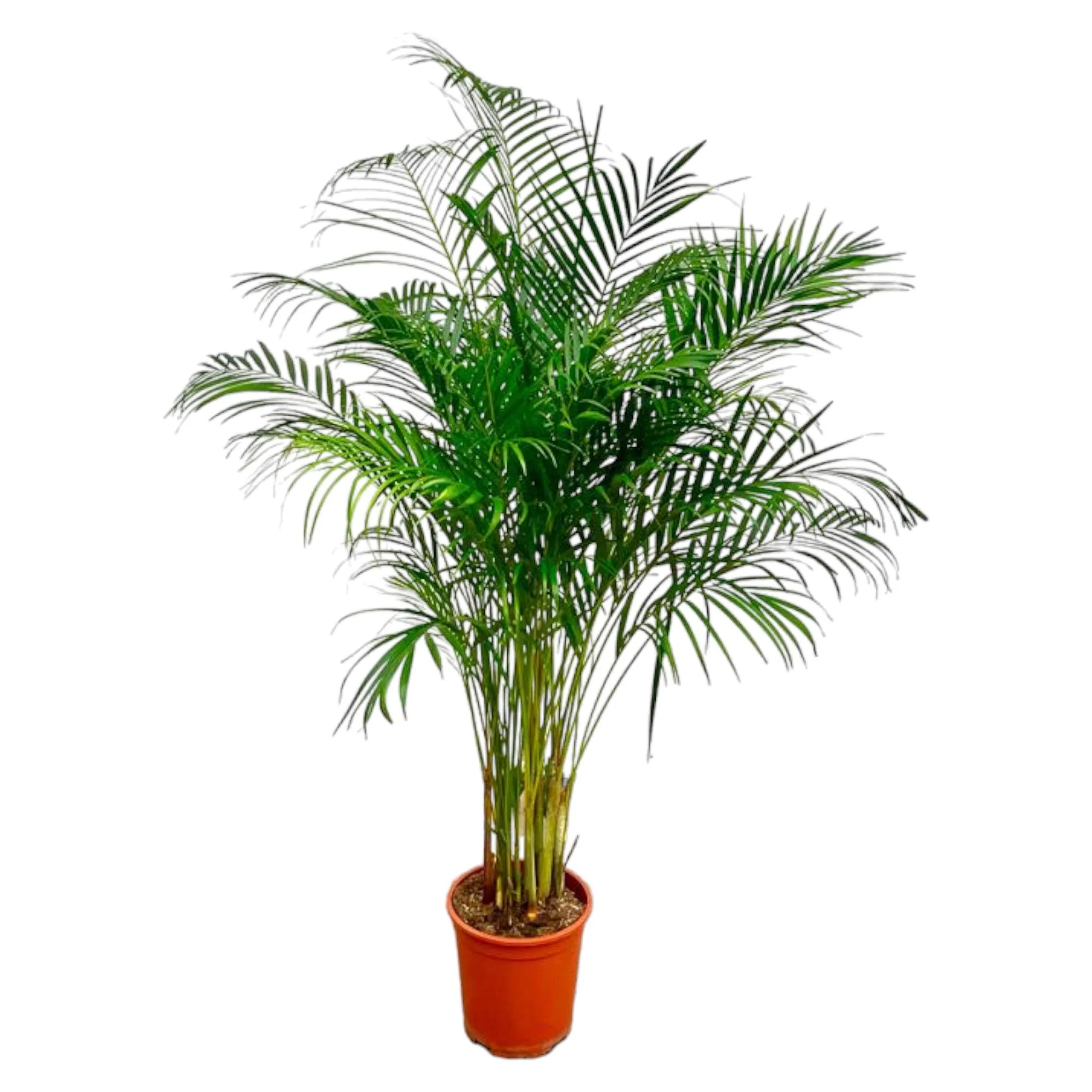 Dypsis Lutescens – Areca Palme