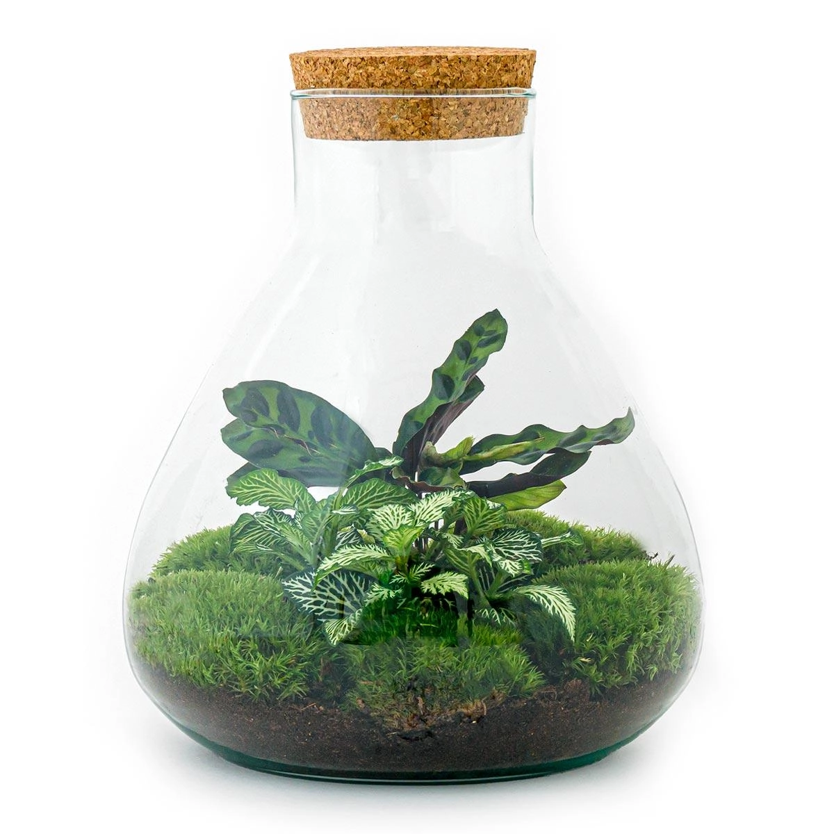 Do-It-Yourself Terrarium Sammie