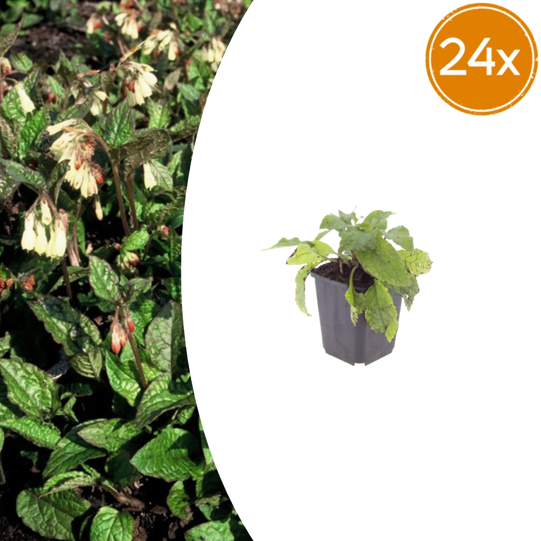 Symphytum grandiflorum – Große, rauhe Blätter mit cremefarbenen Blüten