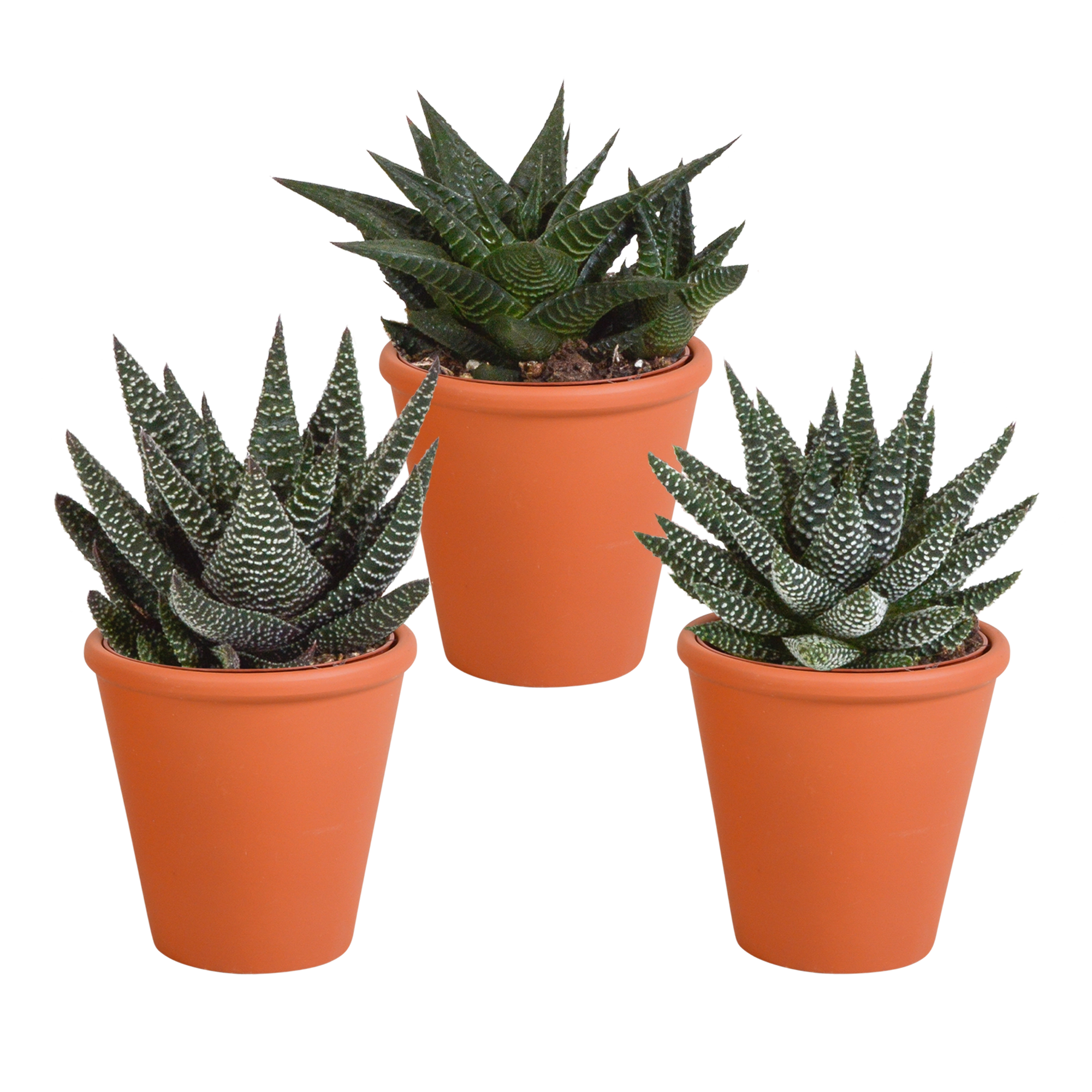 Grüne Mischung aus 3 Gasterias/Haworthias