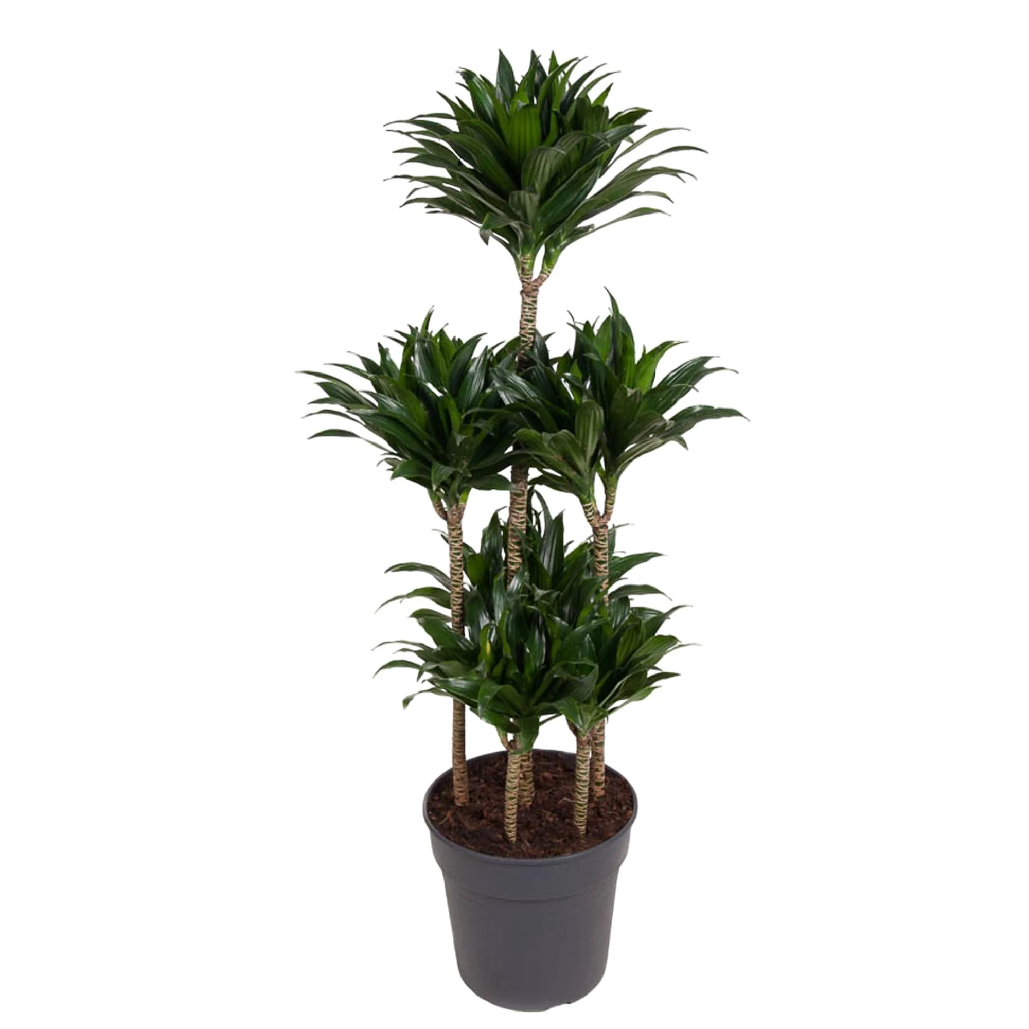 Dracaena Compacta Carrousel – Pflegeleichte Zimmerpflanze