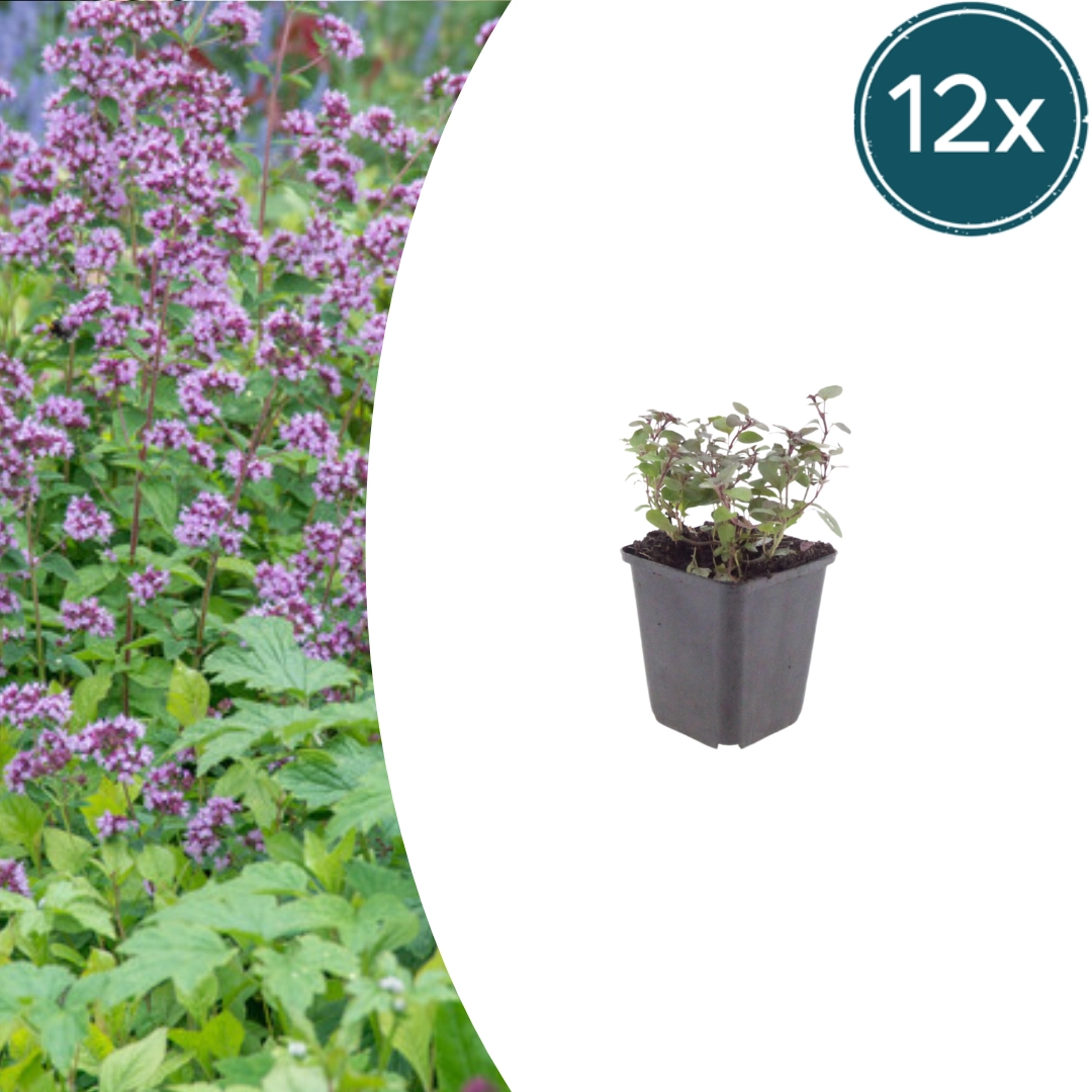 Origanum laevigatum ‘Herrenhausen’