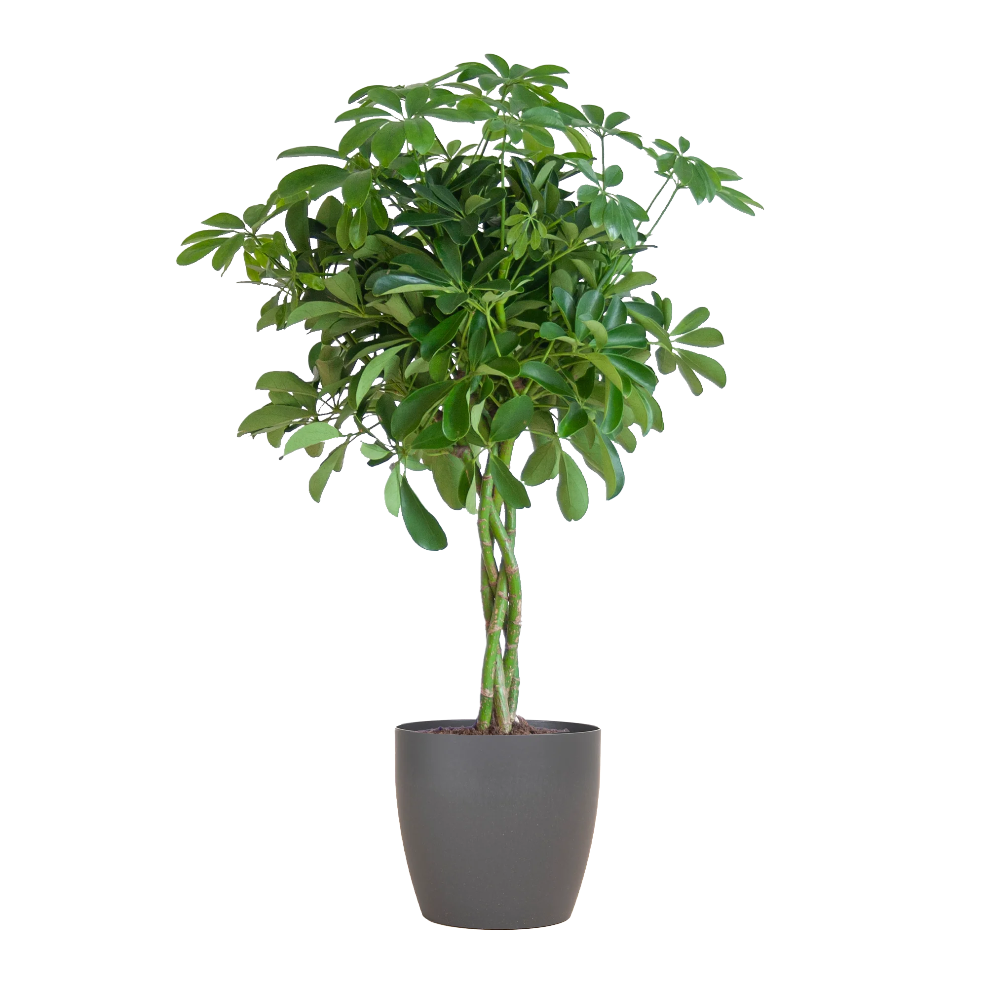 Schefflera Arab Nora mit Potter grau – 70 cm – Ø21 Bild 1