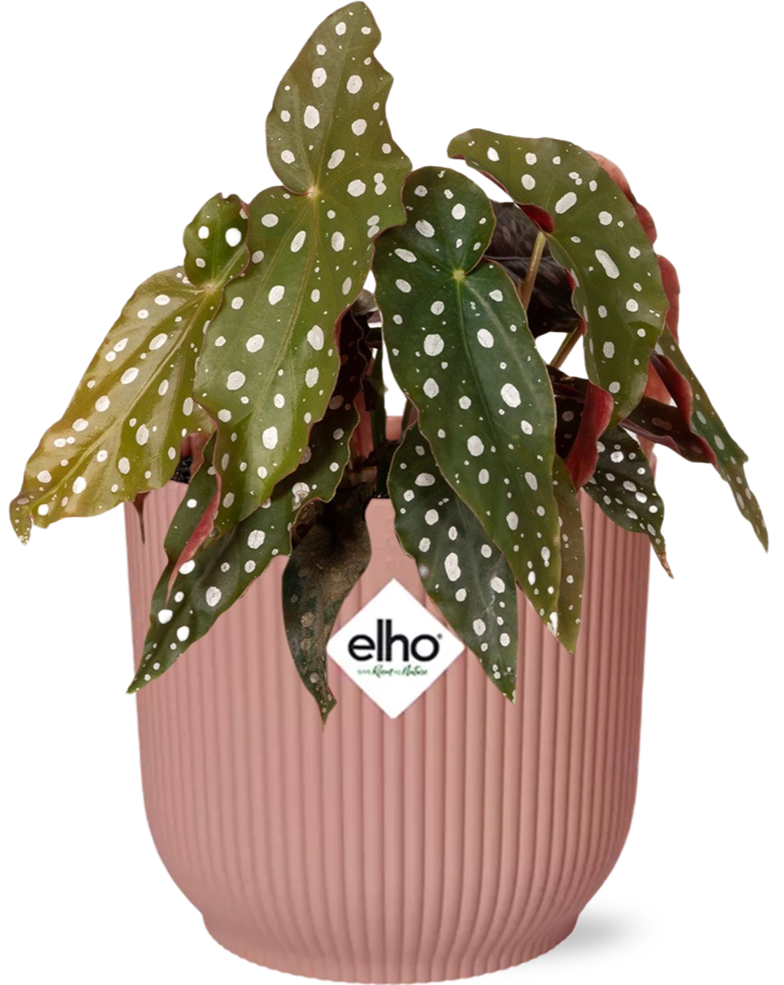 Begonia Maculata – Pflanze im ELHO Vibes Topf