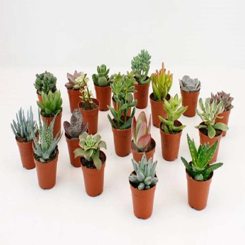 LOCK-Töpfe Set – 20 hochwertige Kunststofftöpfe