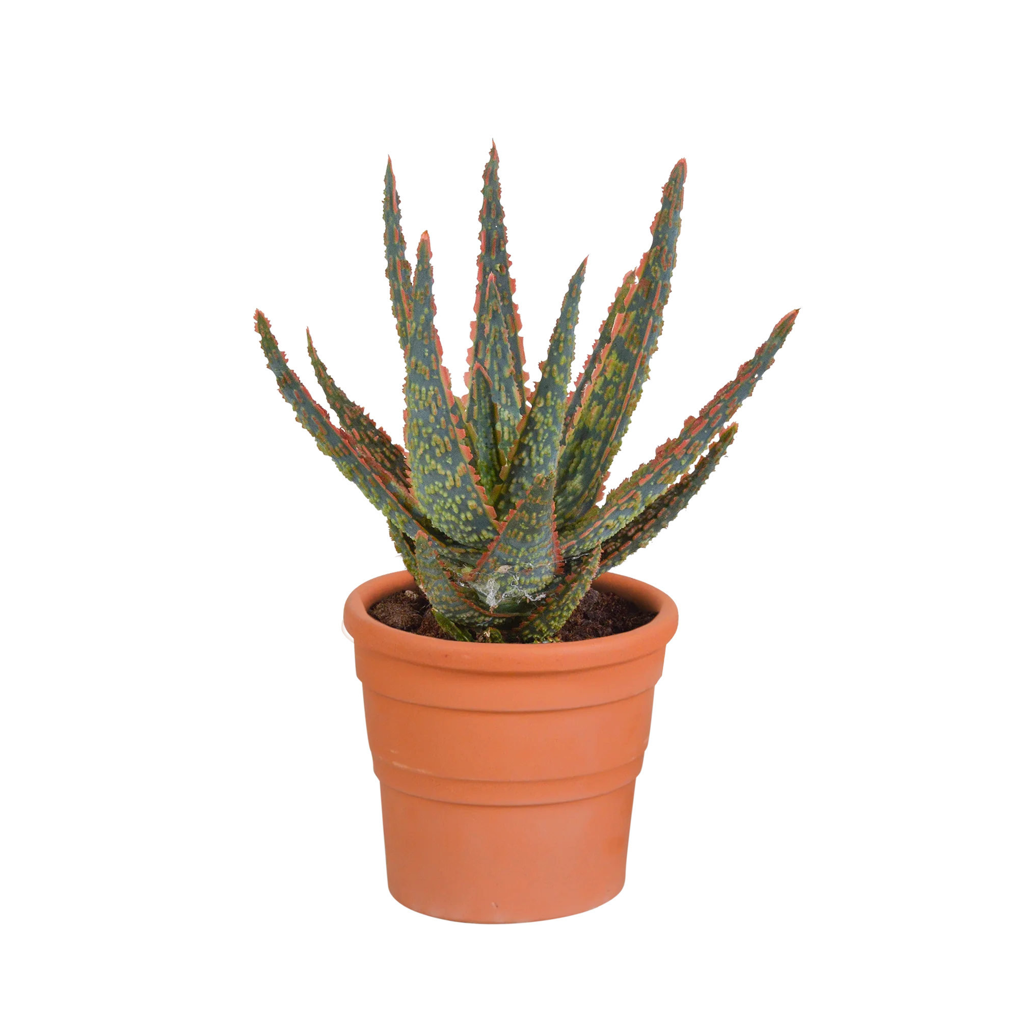 Aloë zebrina Dannyz – pflegeleichte Zimmerpflanze