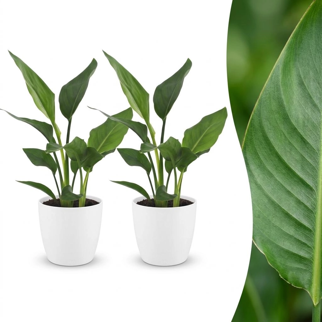 Green boutiQ - Strelitzia Reginea - Paradiesvogelblume - 2 Pflanzen - mit Weißem Topf - Topf 12cm - Höhe - 35cm Bild 1