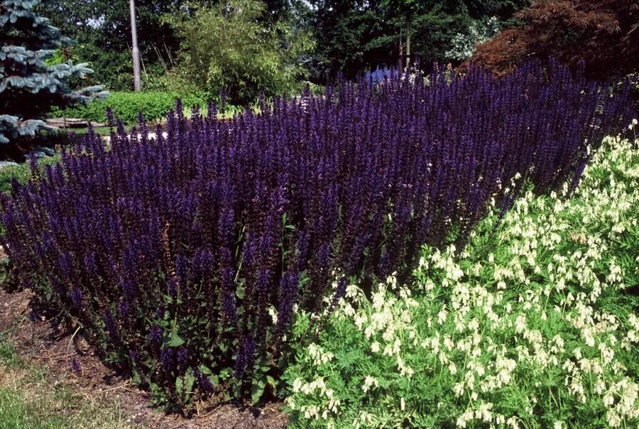Salvia nemorosa 'Mainacht'