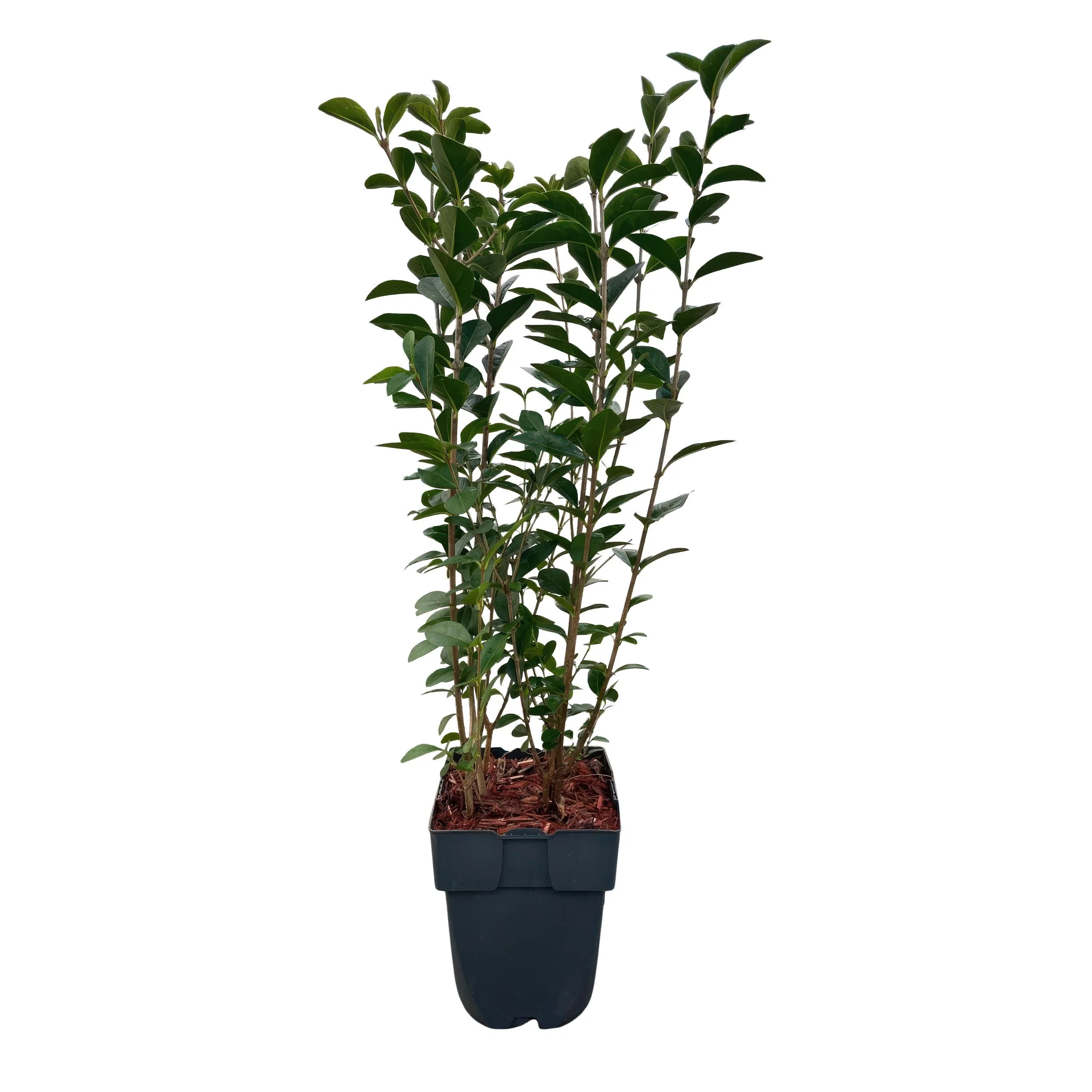 Ligustrum ovalifolium – 6 Pflanzen pro laufendem Meter