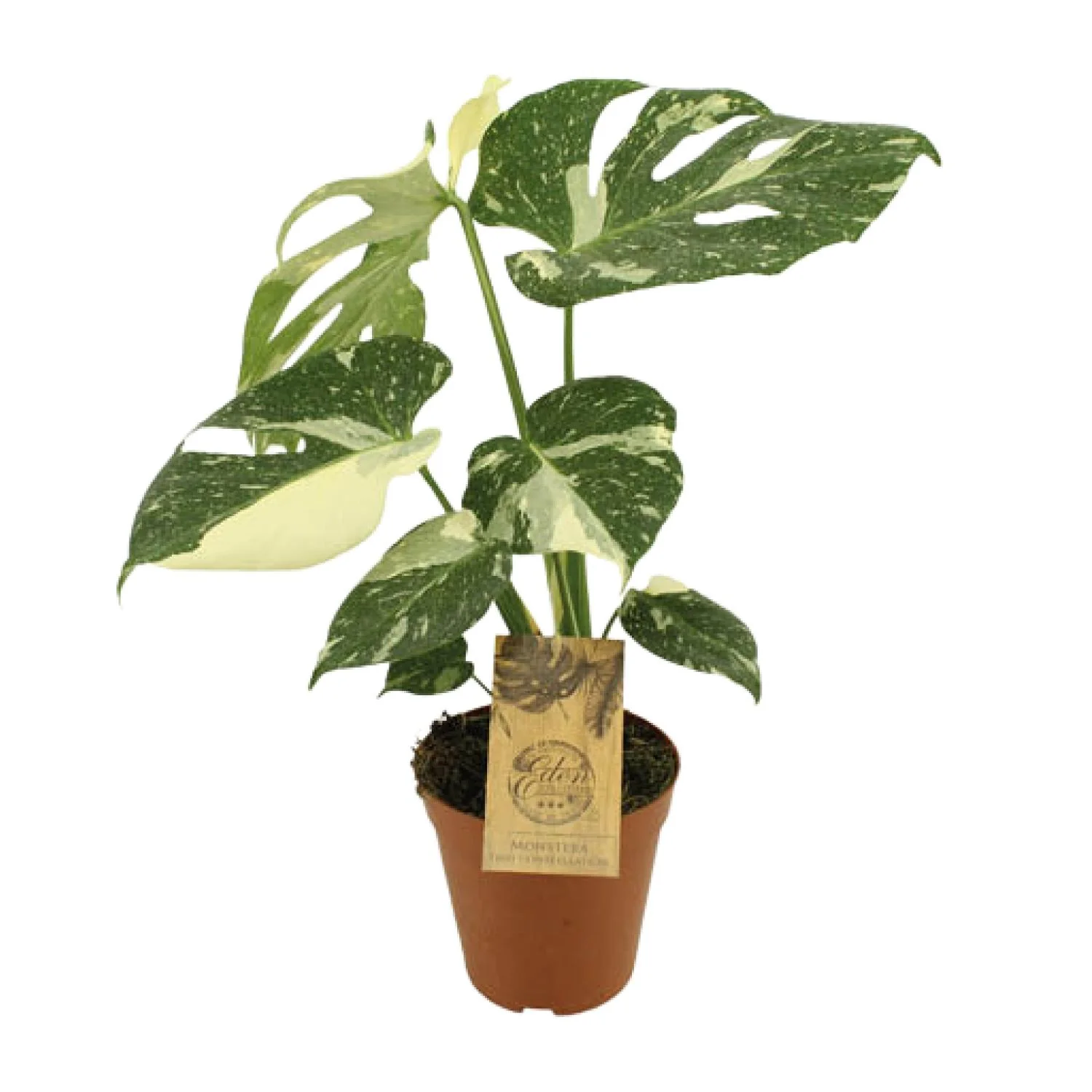 Monstera Thai Constellation – 15 cm Topf, 50 cm hoch