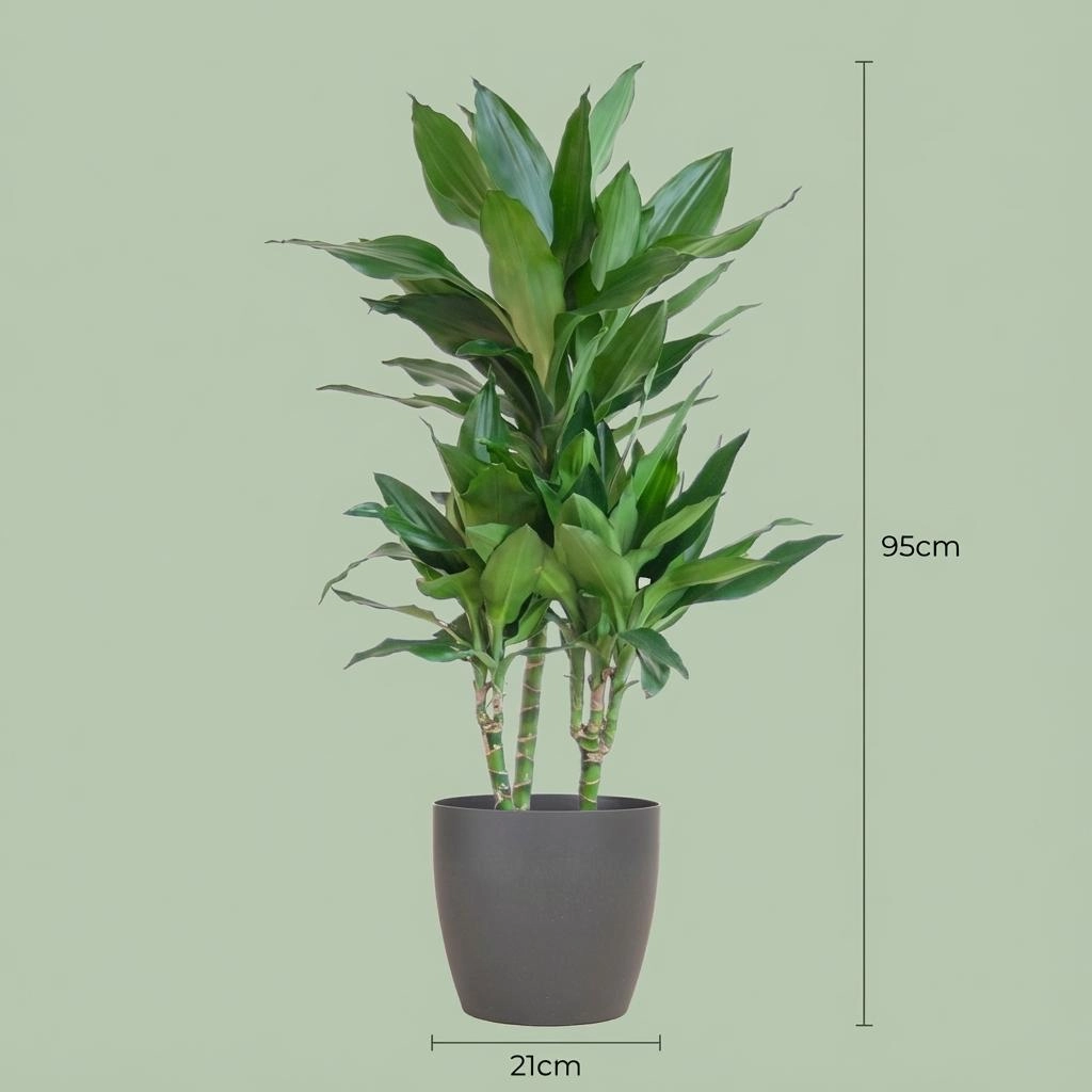 Dracaena Janet Lindt mit Potter grau - 95cm - Ø21 Bild 4