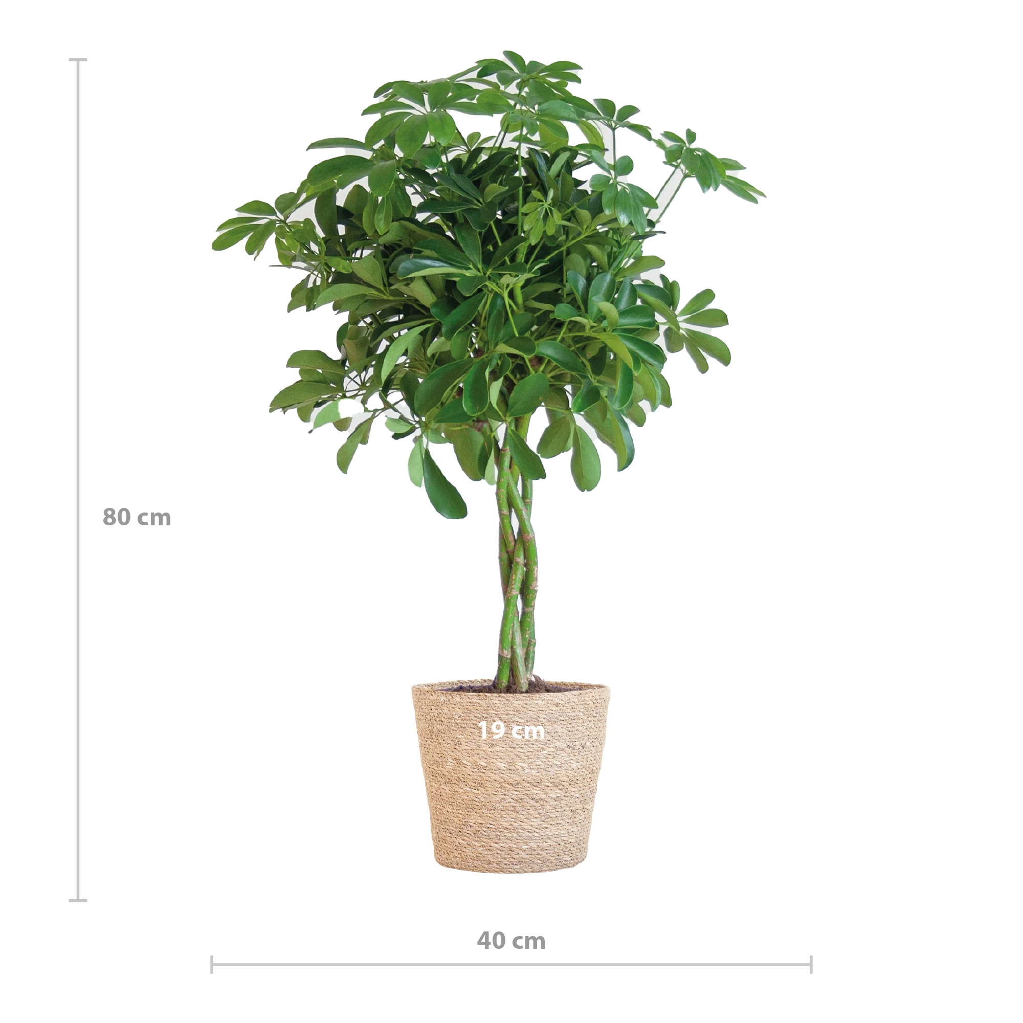 Schefflera Arboricola Nora