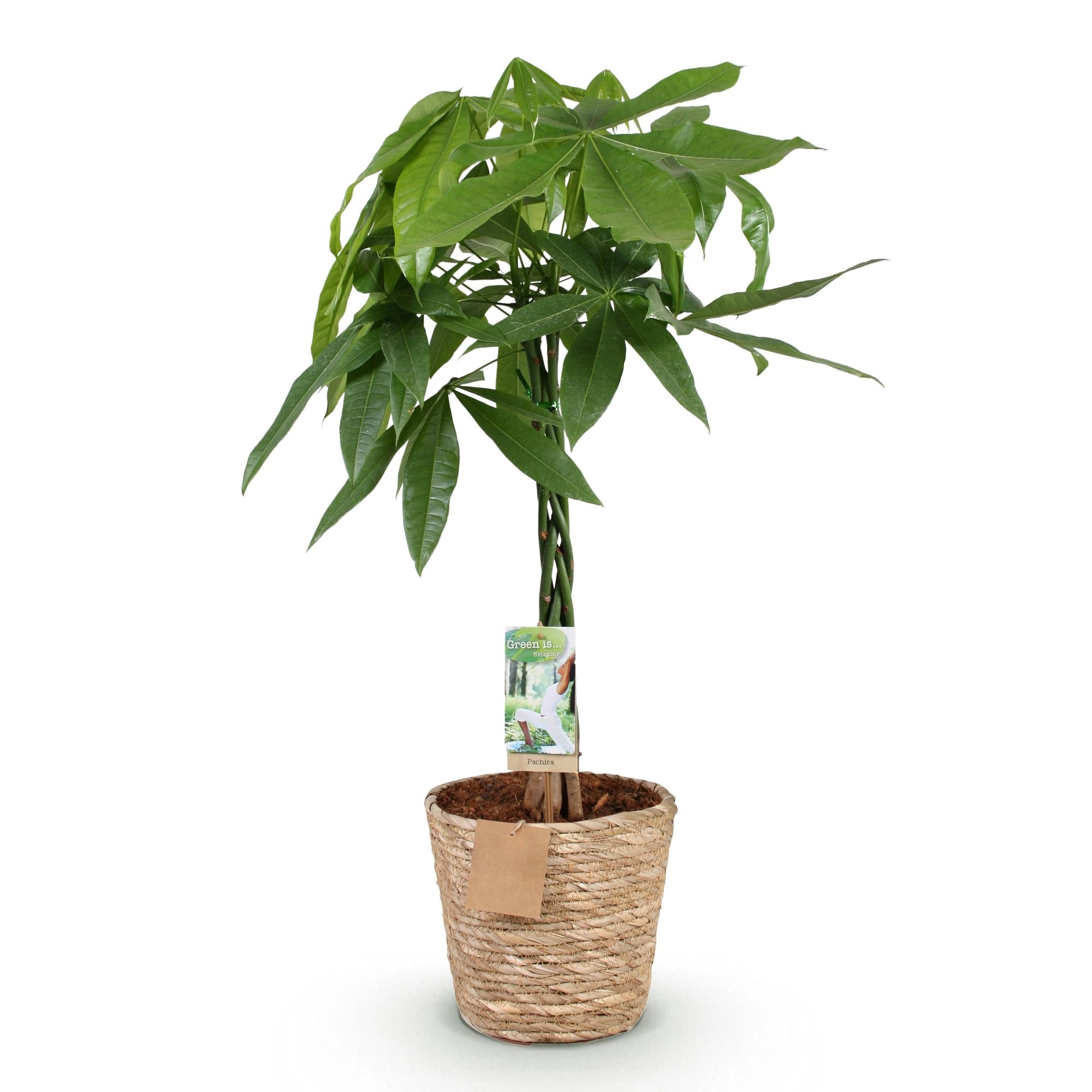 Pachira Aquatica - Geldbaum