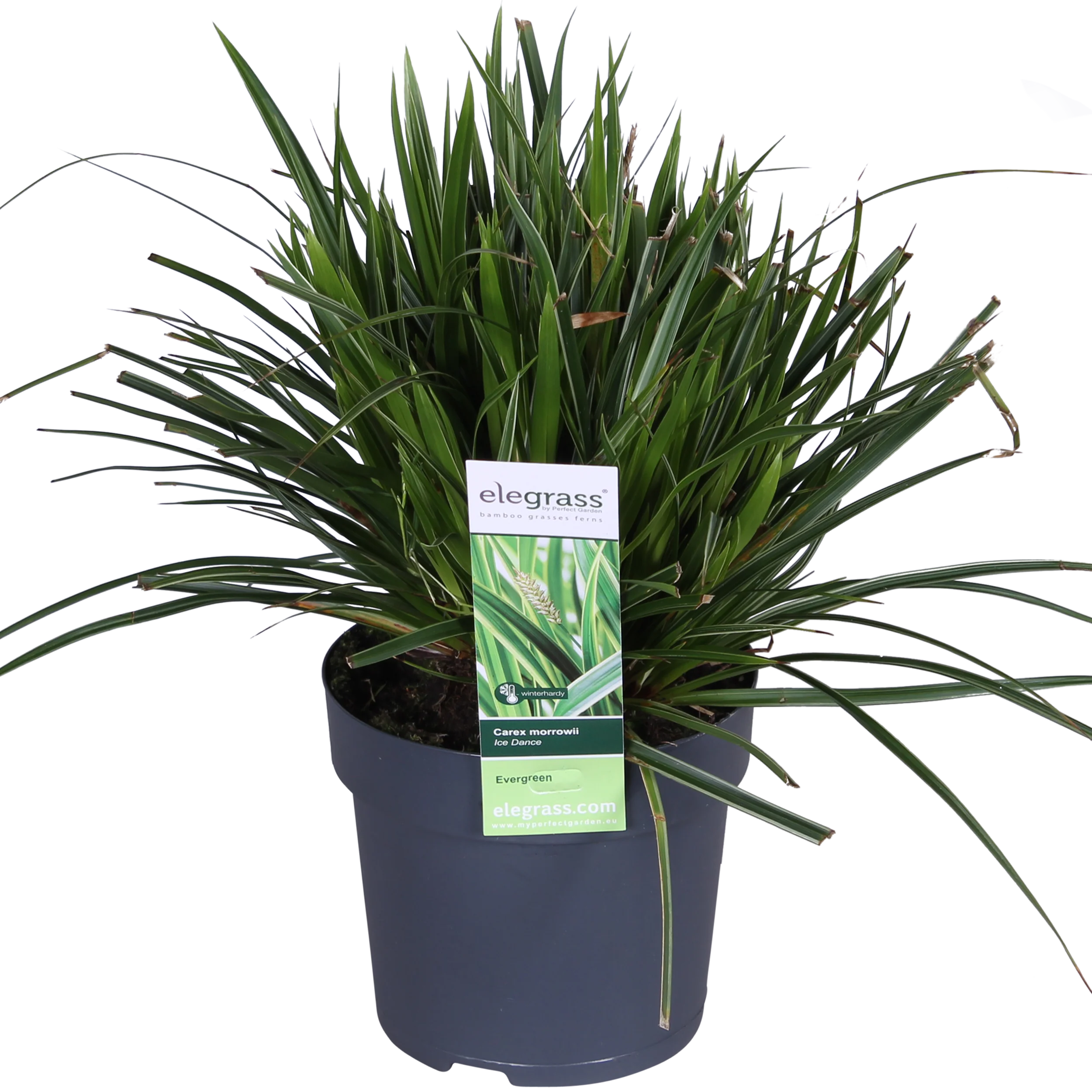 Carex Ice Dance – Ziergras