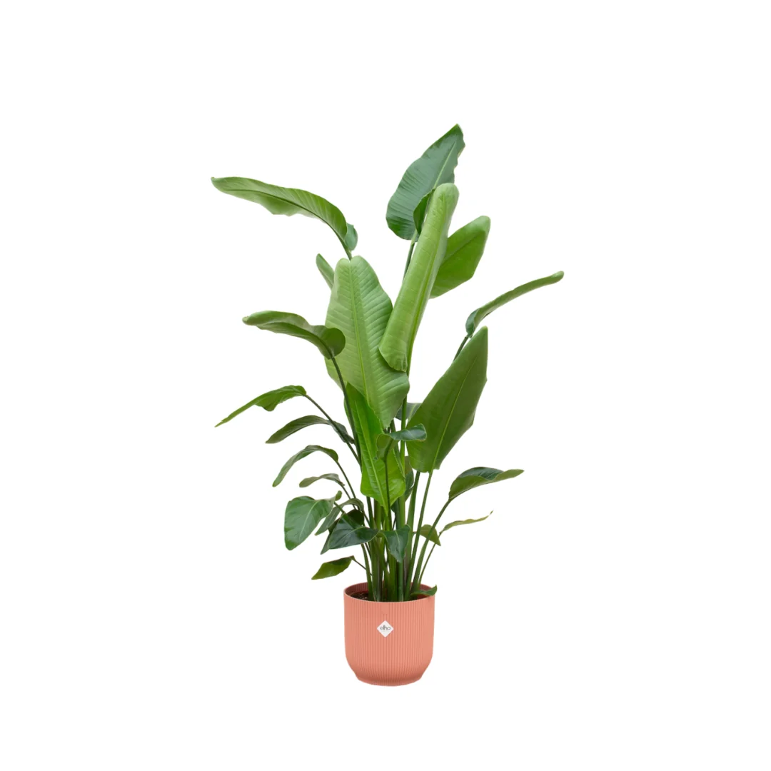 Strelitzia Nicolai – Der Weiße Paradiesvogel