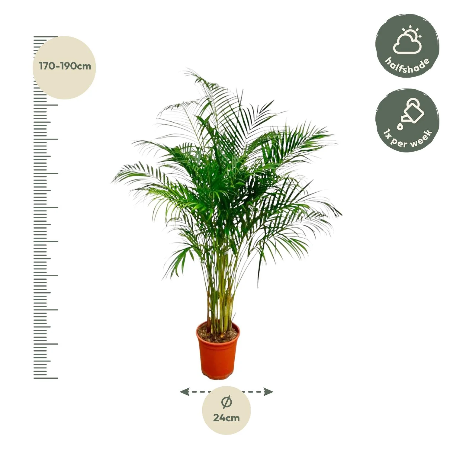 Dypsis Lutescens (Areca Palm) - 160 cm - ø27 Bild 2