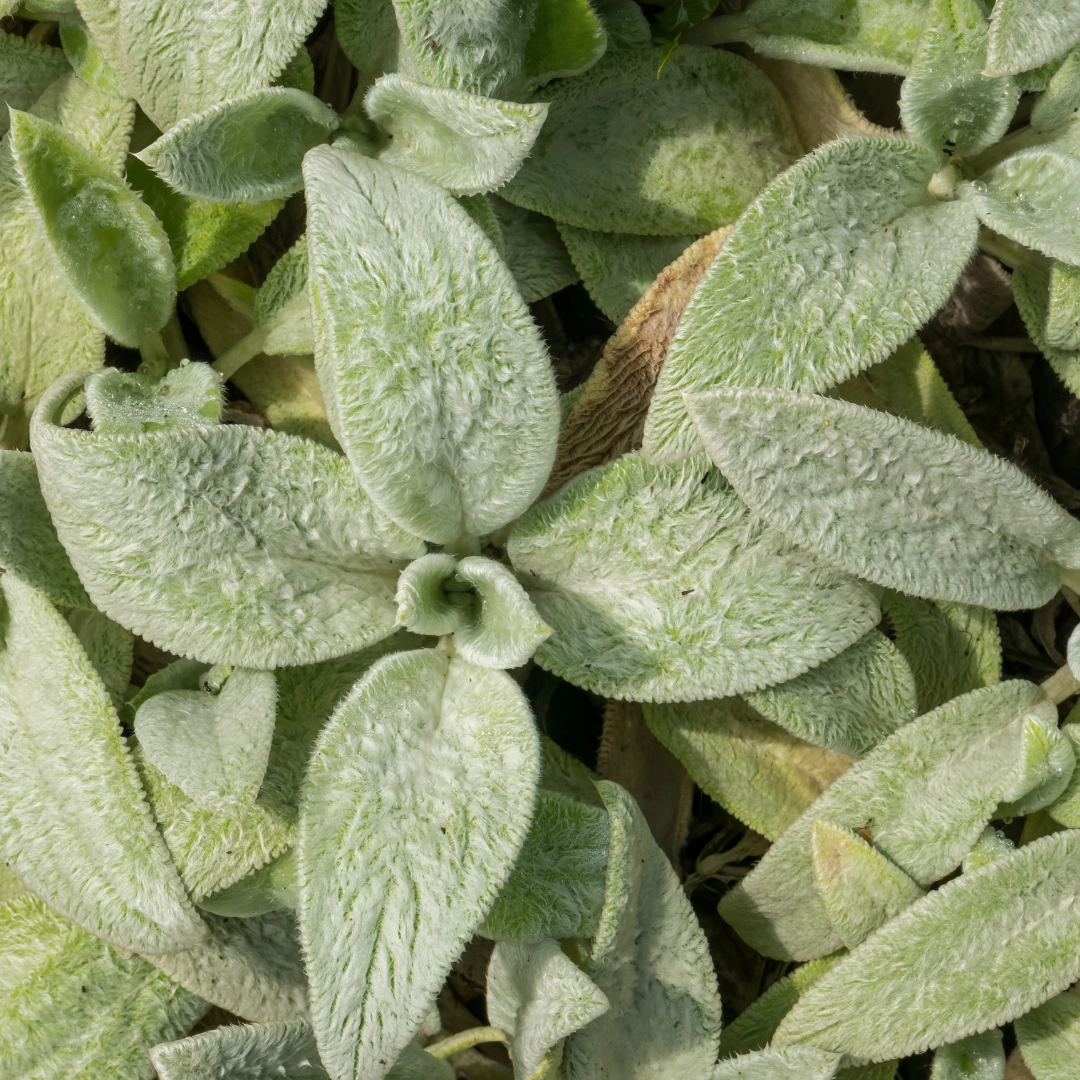 Stachys byzantina ‘Silver Carpet’