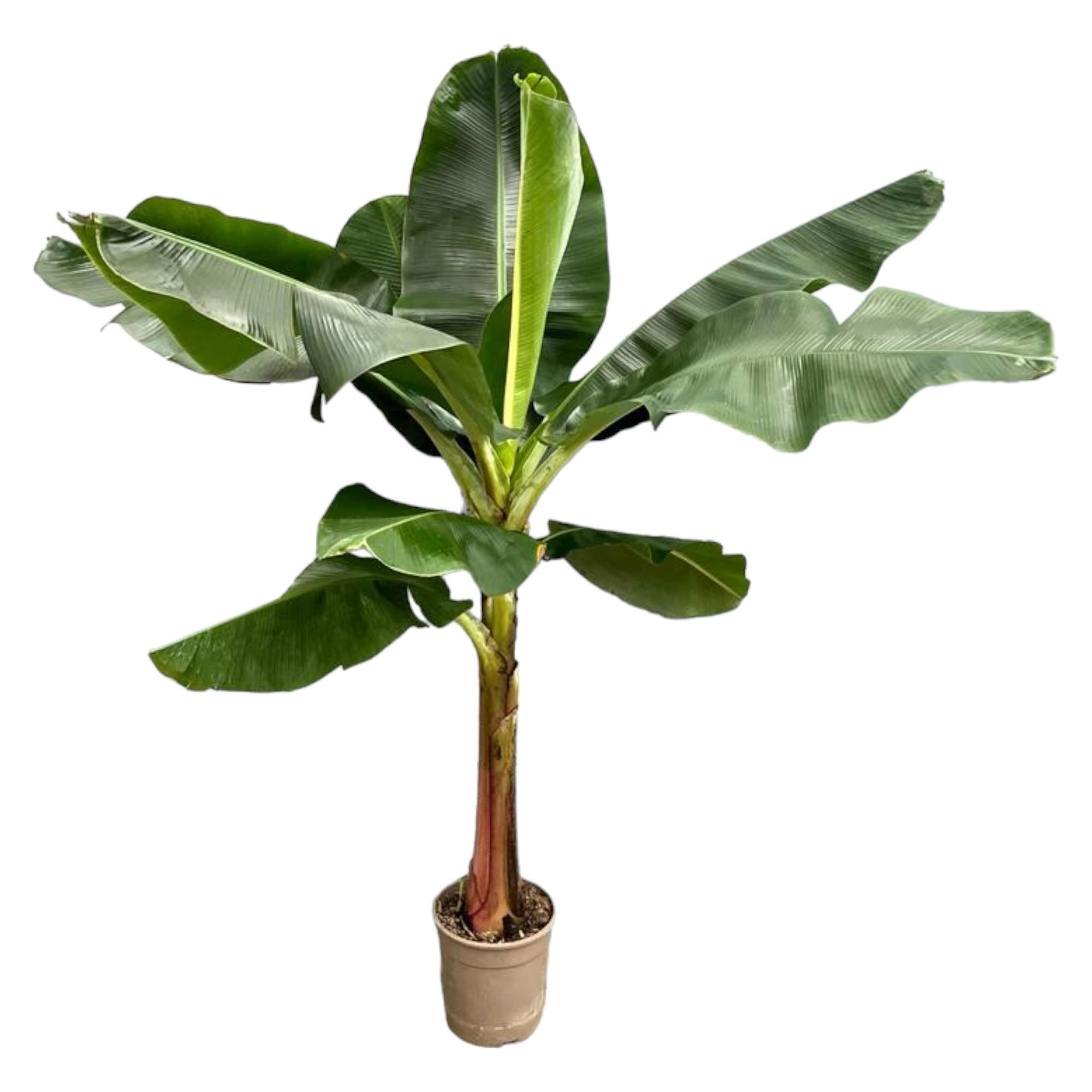 Bananenpflanze (Musa)
