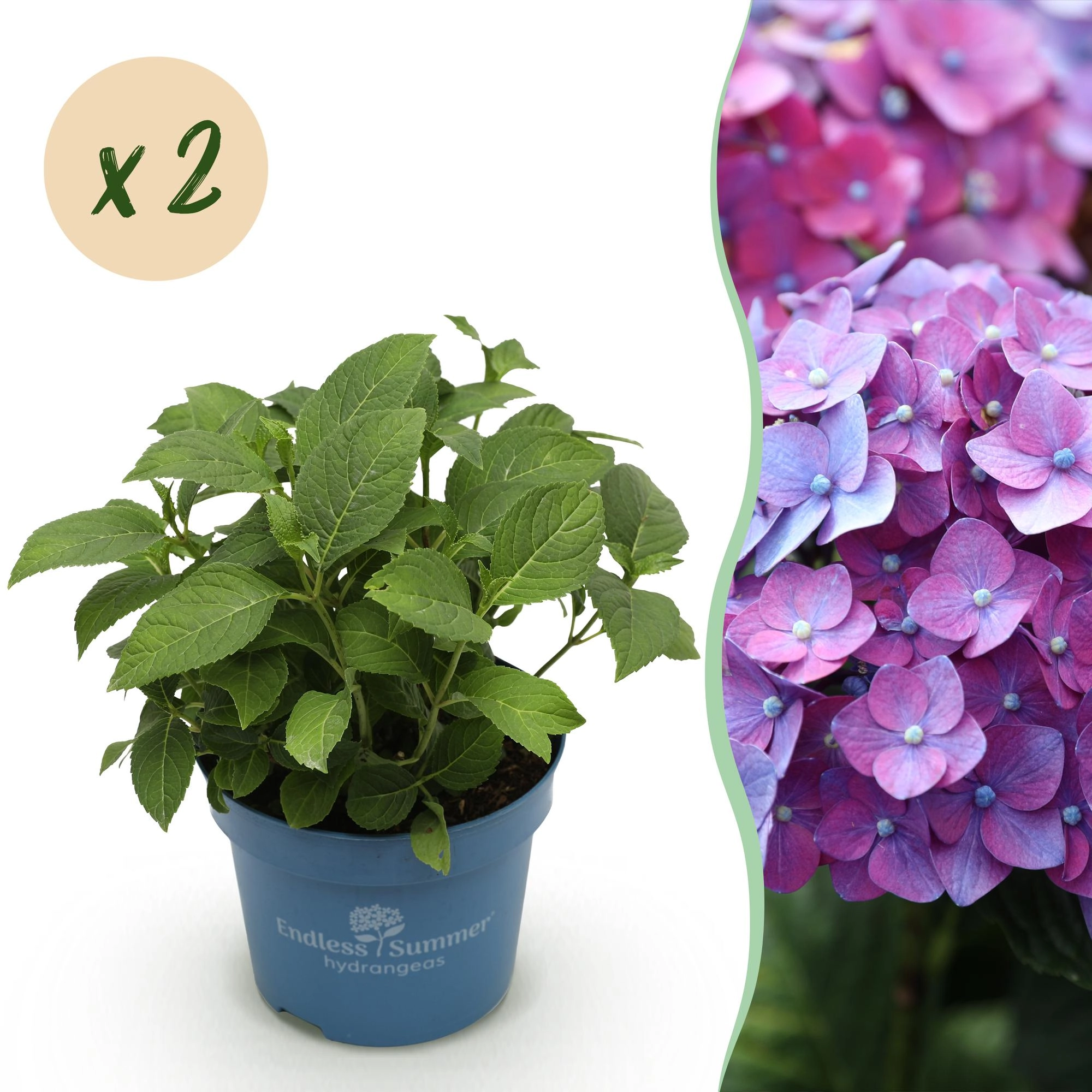 Hydrangea Endless Summer Summer Love Purple