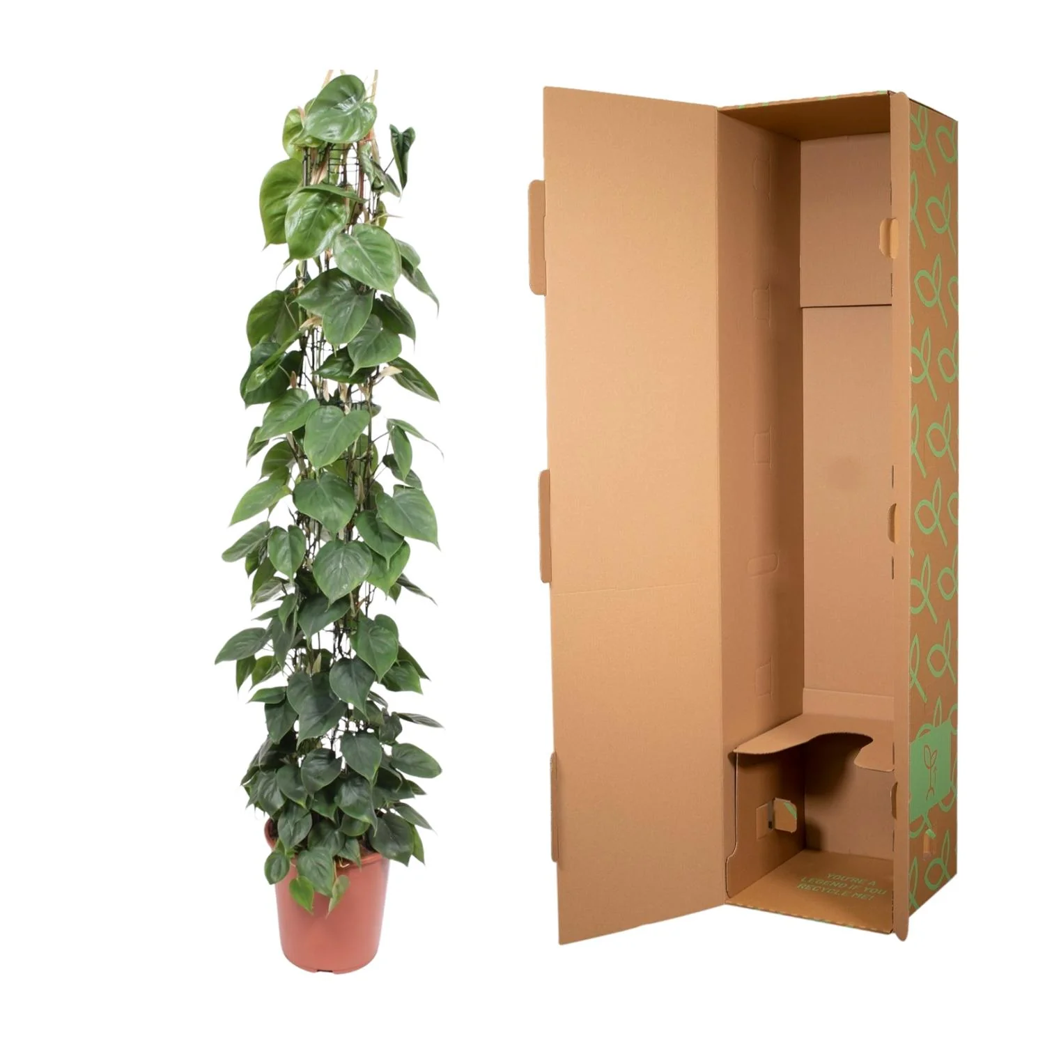 Philodendron Scandens wire mesh rack - 160 cm - ø27 Bild 3