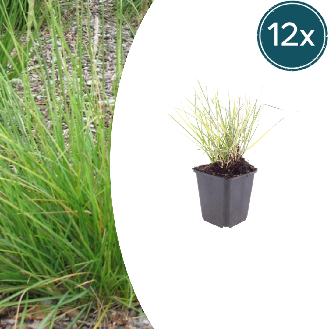 Sesleria autumnalis