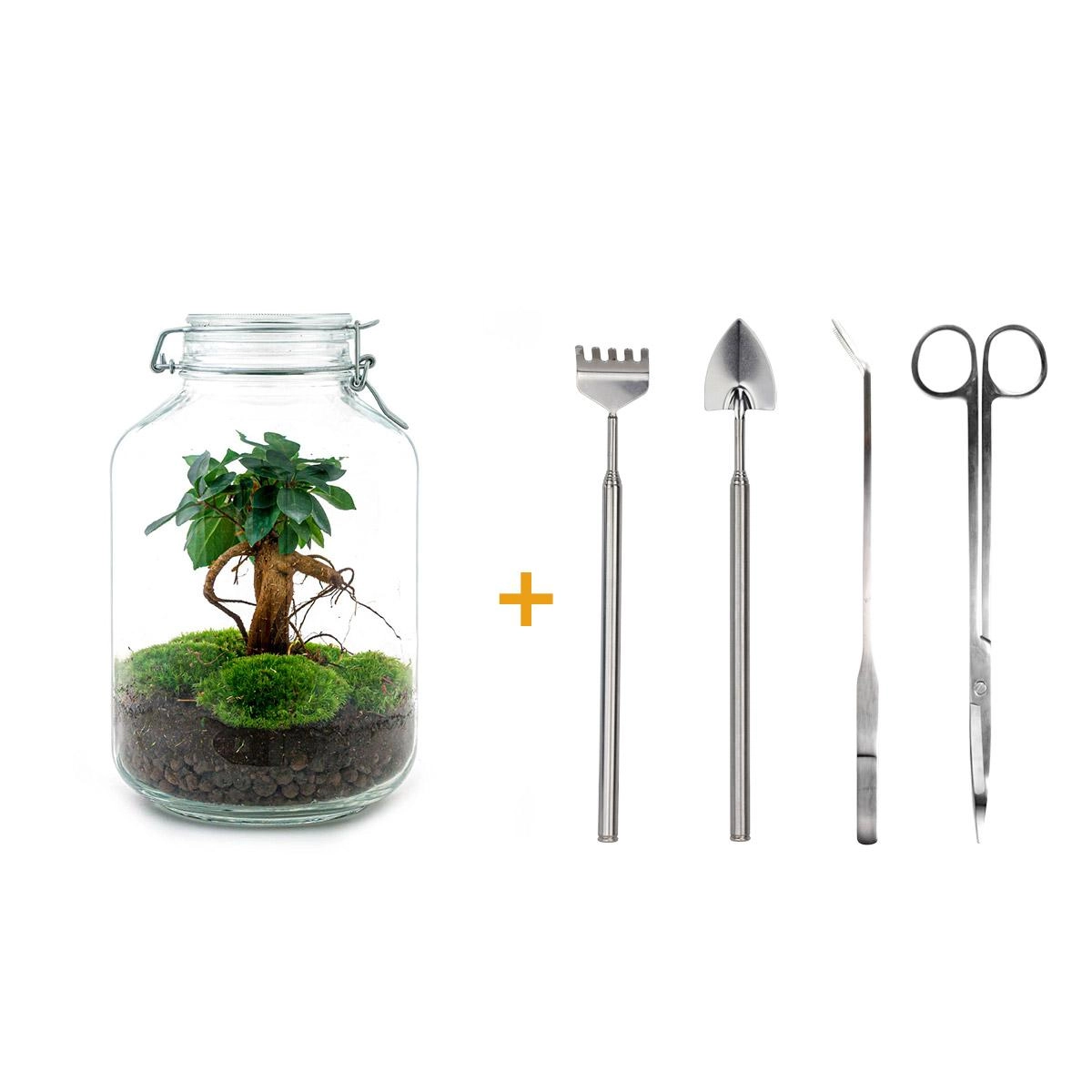 Flaschengarten - Ficus Ginseng bonsai - ↕ 28 cm - Rake + Shovel + Tweezer + Scissors Bild 1