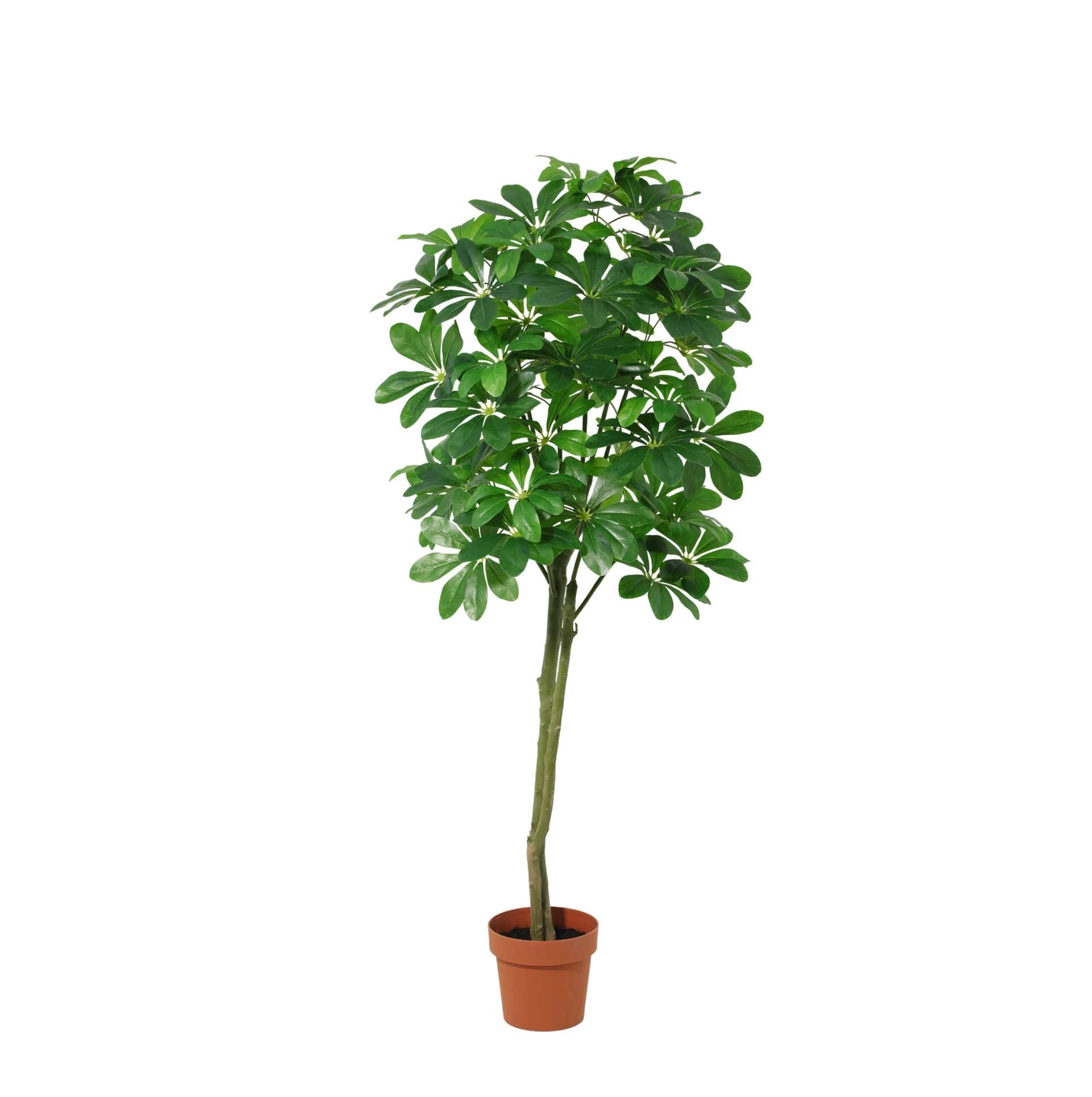 Künstliche Pachira Aquatica