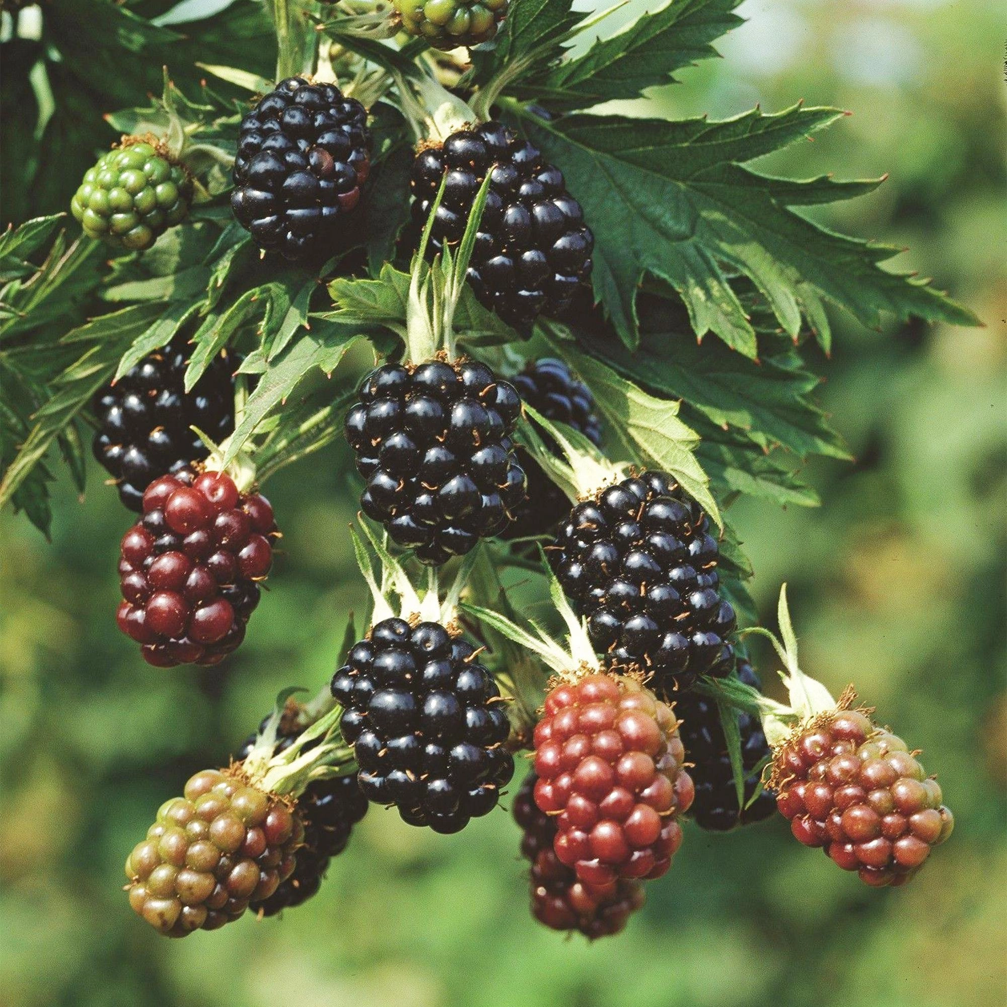 Green boutiQ - Fruit Plant - Rubus fruticosus Thornless Evergreen - Blackberry Plant - Thornless - Black Raspberry - 2 Plants - Pot 15cm - Height 50cm Bild 5