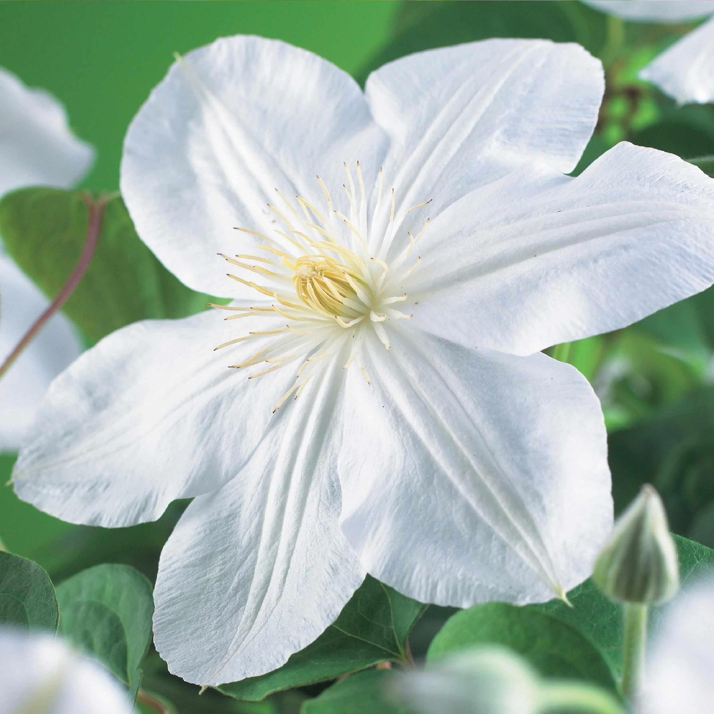 Kletterpflanze - Clematis Madame Le Coultre - blühend weiß - Wenig Pflege - 2 Pflanzen - Topf 11cm Höhe 40cm