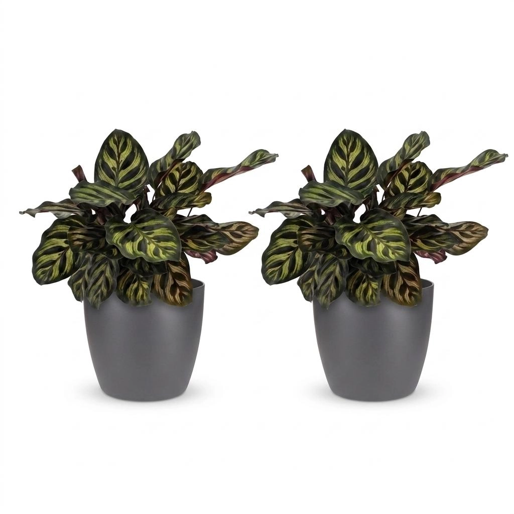 Green boutiQ - Calathea Makoyana - Pfauenpflanze - 2 Pflanzen - mit Potter Grijs - Topf 12cm - Höhe 25cm Bild 2