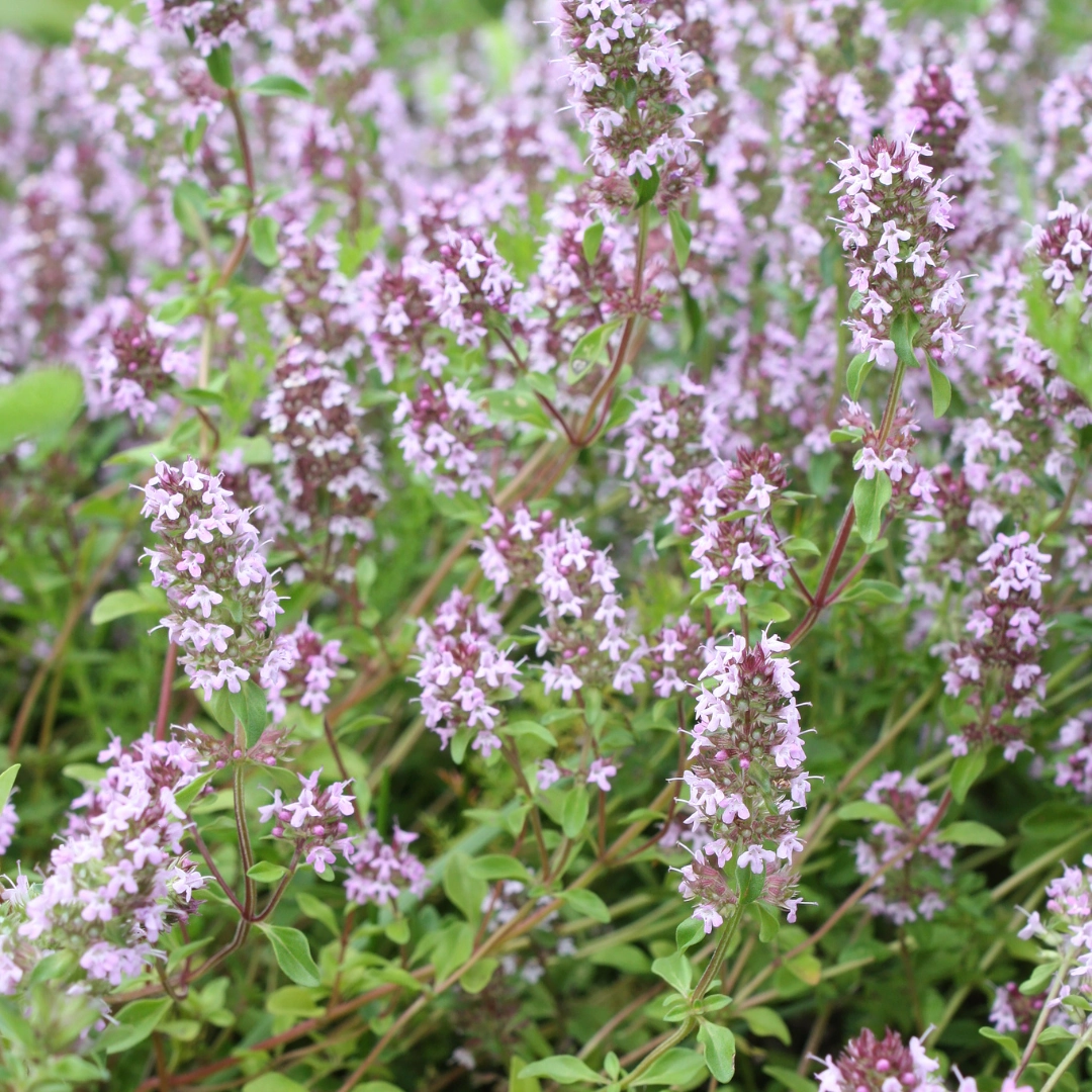 Gartenthymian (Thymus vulgaris)