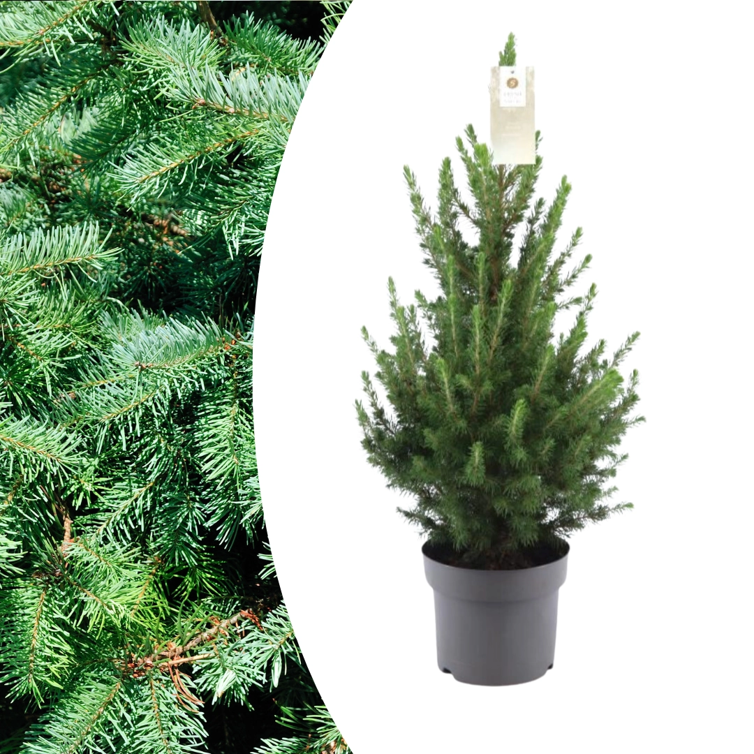 Kleiner Weihnachtsbaum Picea glauca Conica ‘December’®