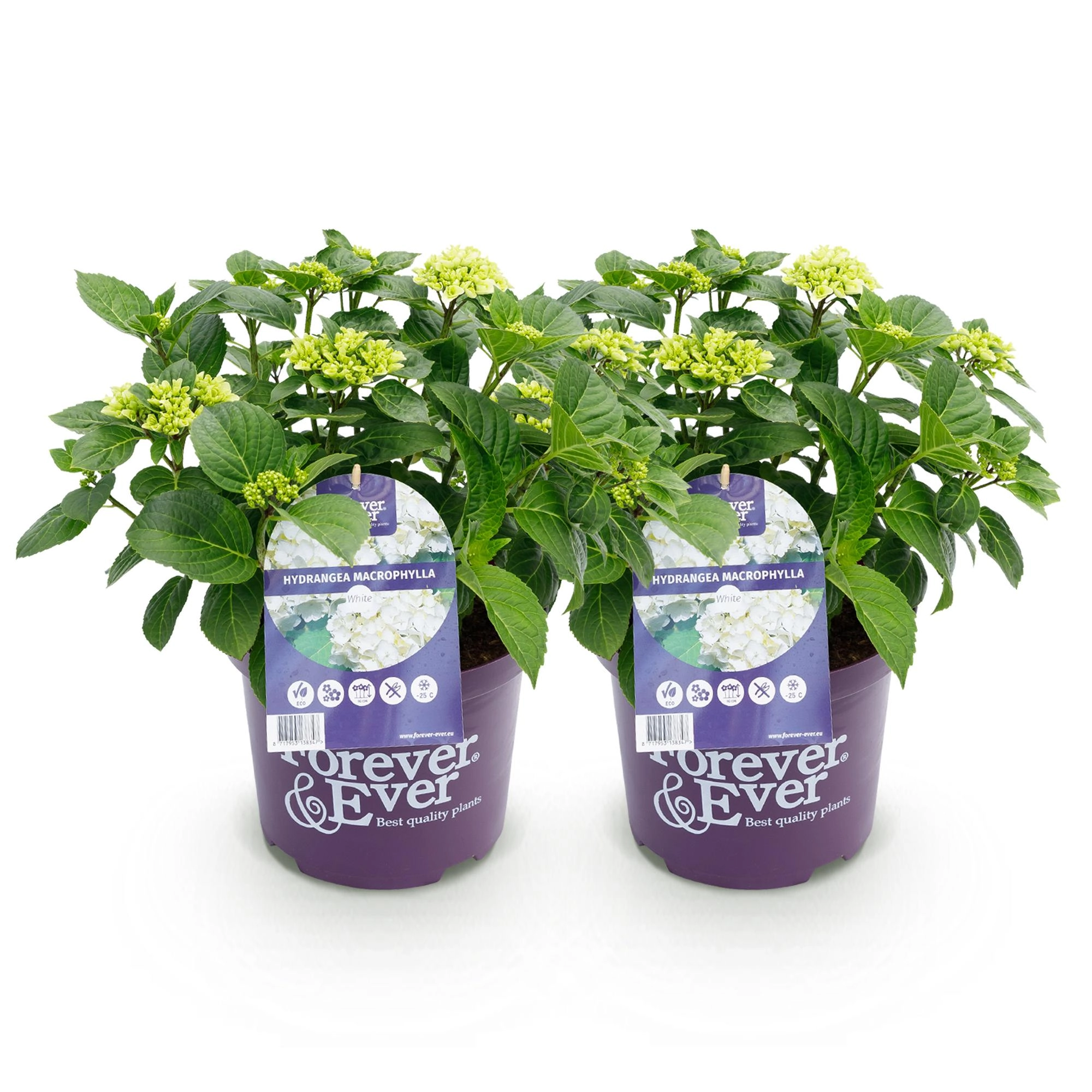 Balkonpflanze - Hortensie - Hydrangea Forever & Ever - Weiß - 7-12 Blumen - 2 Pflanzen - Topf 23cm Höhe 55cm