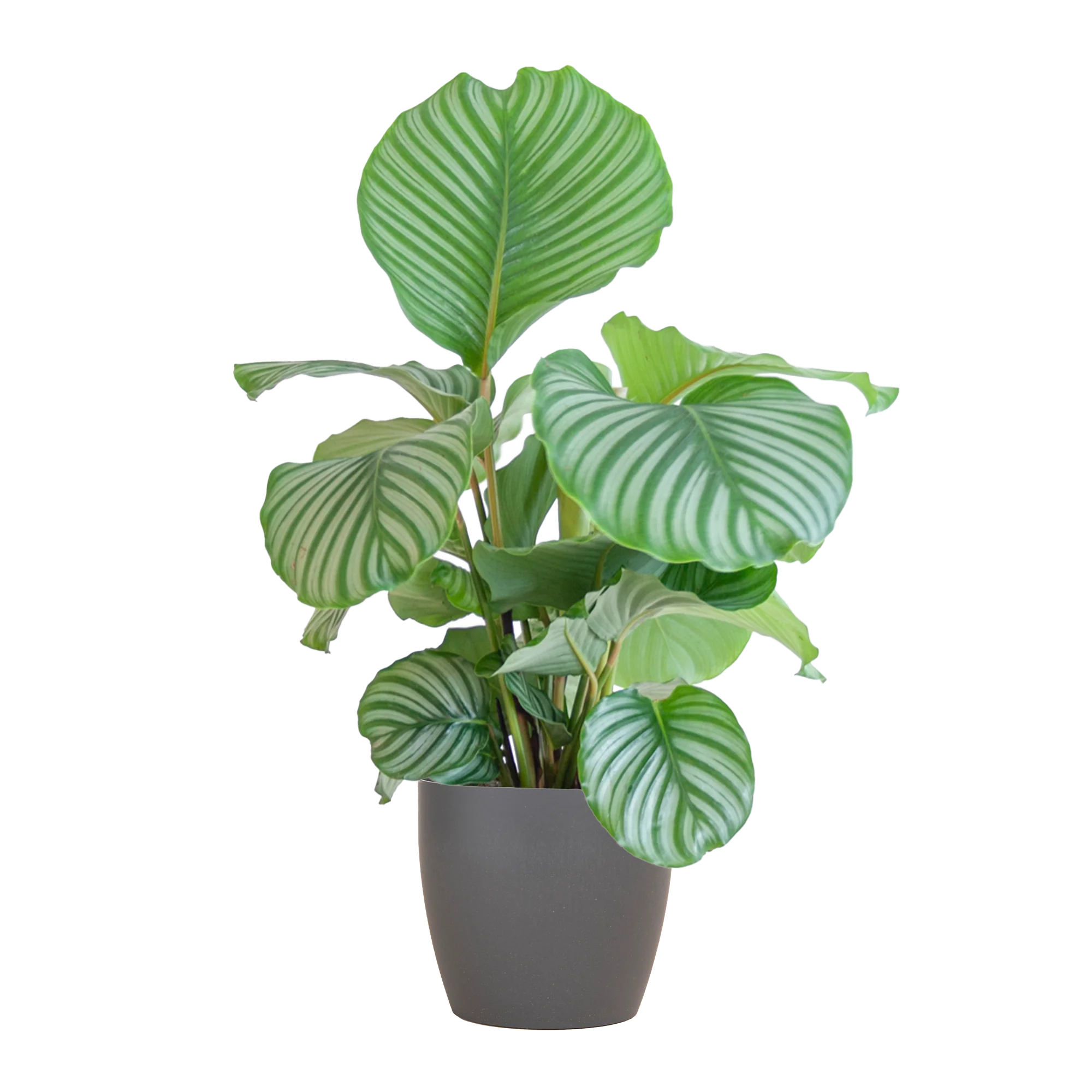Calathea Orbifolia mit Potter grau - 65cm - Ø21 Bild 1