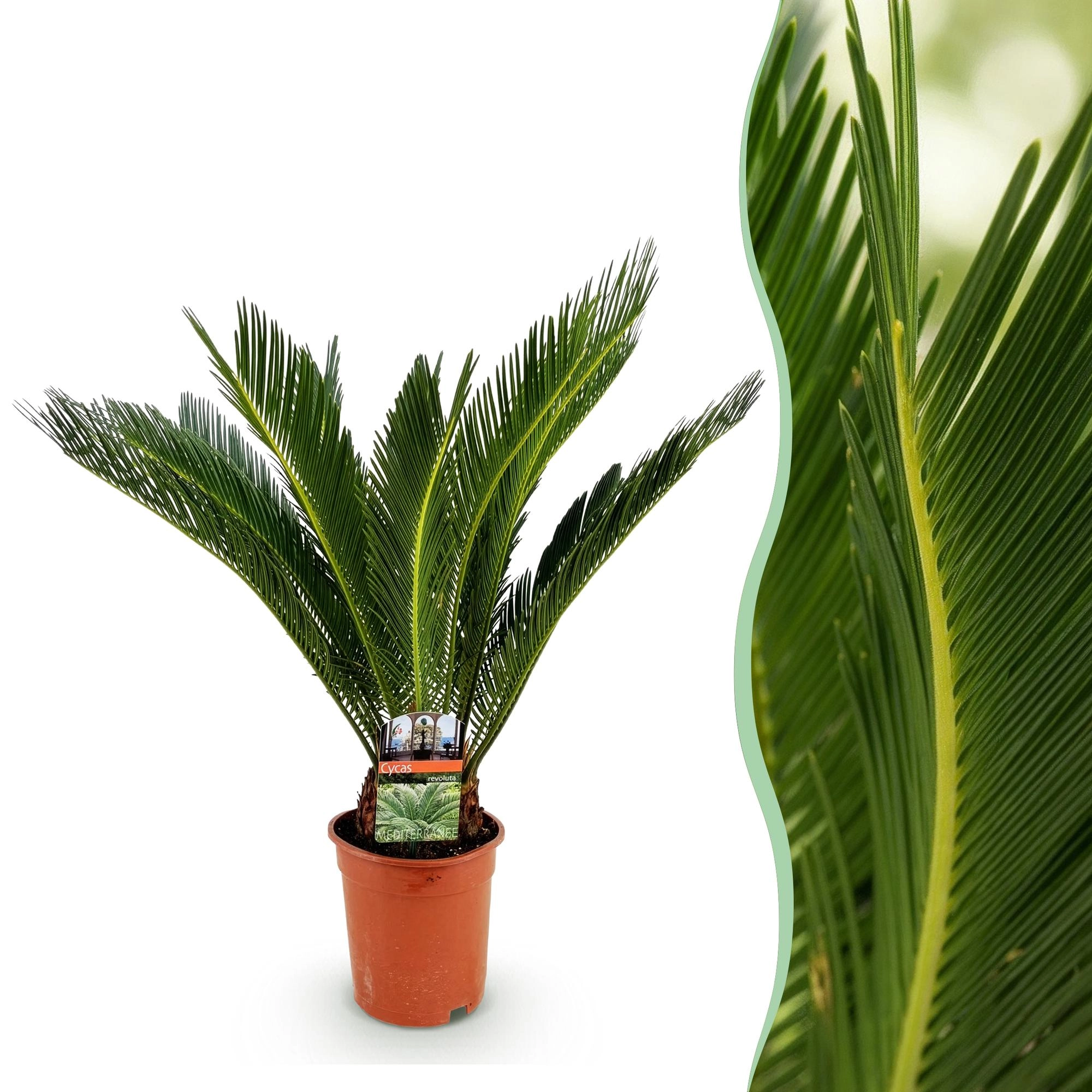 Cycas Revoluta (Sago-Palme)