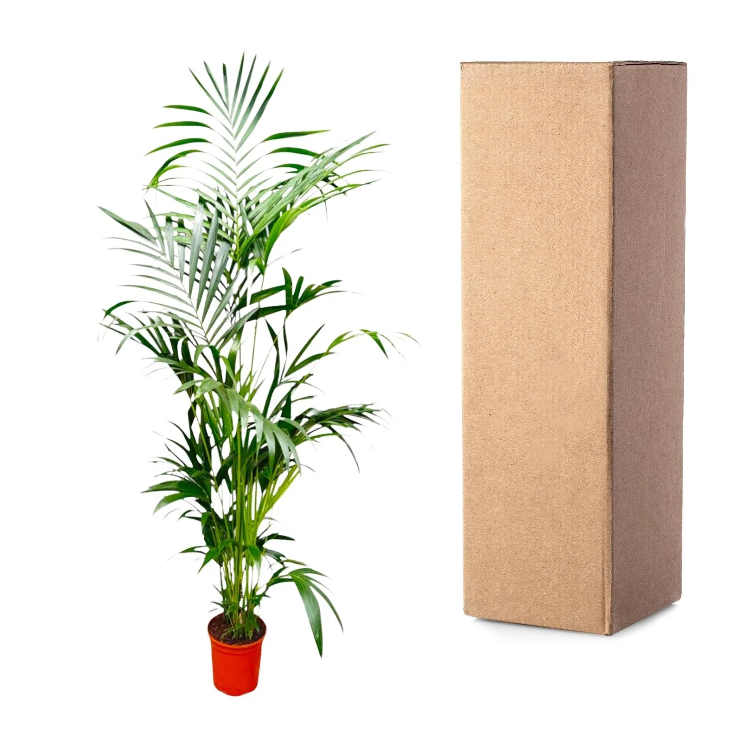 Kentia-Palme – Elegante Zimmerpflanze