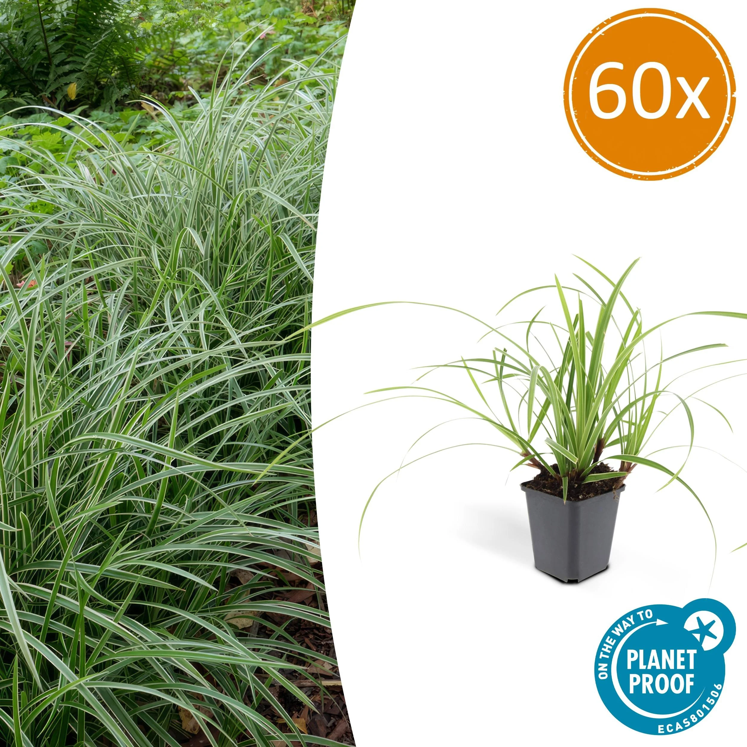 Carex morrowii ‘Ice Dance’