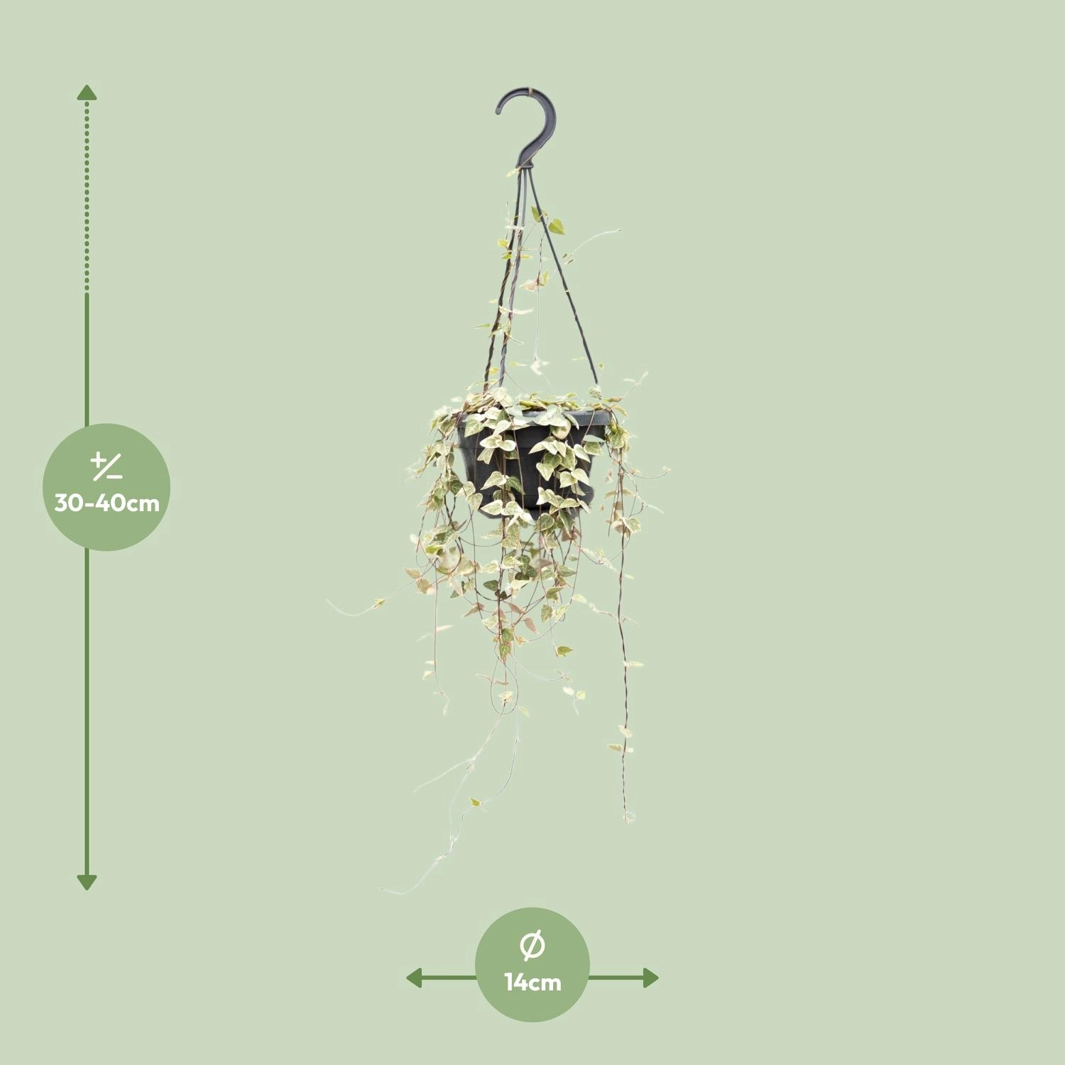 Ceropegia Merel (Herzchenpflanze)
