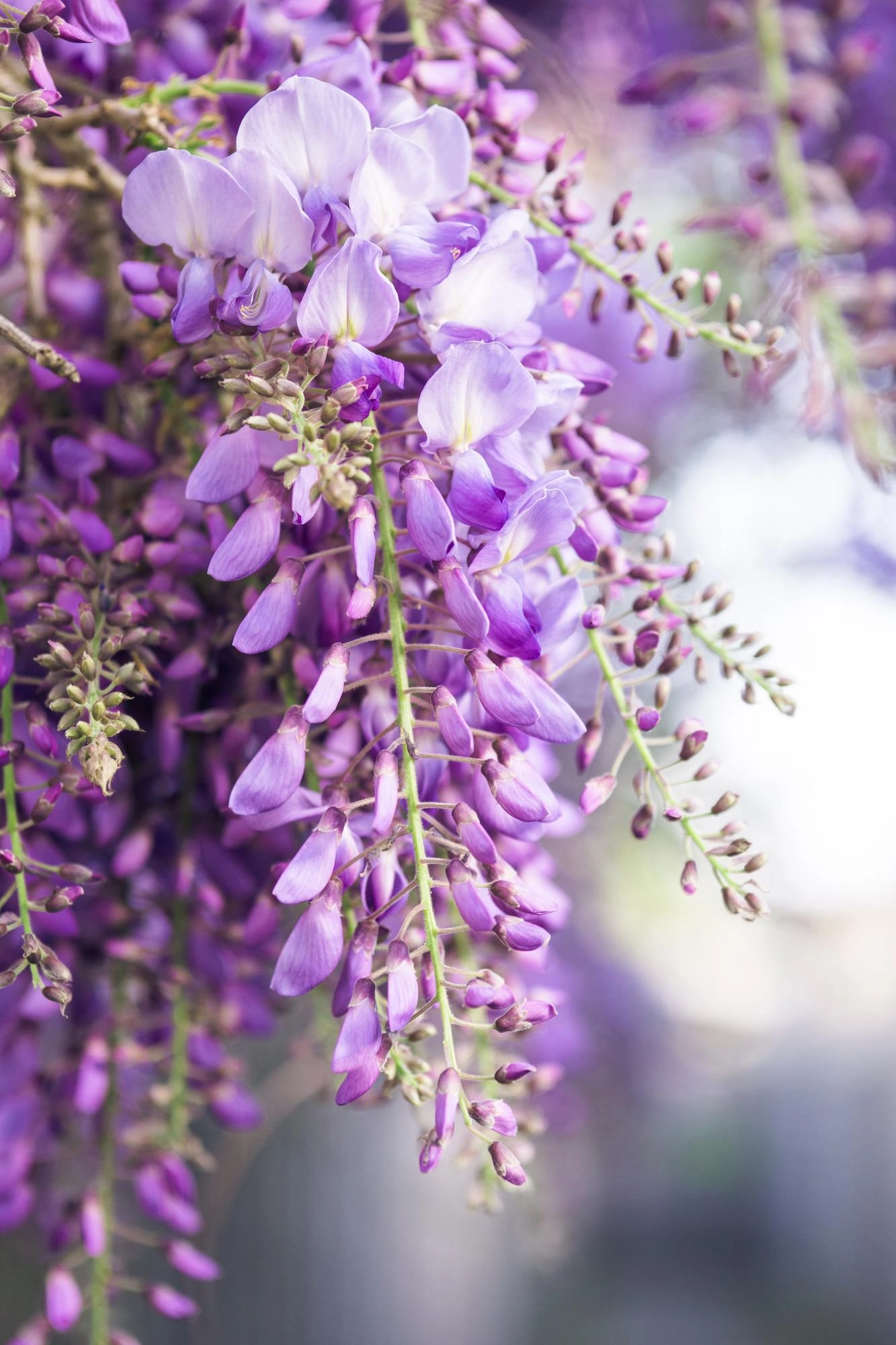 2x - Wisteria floribunda Naga Noda - ↨65cm - Ø15 Bild 2